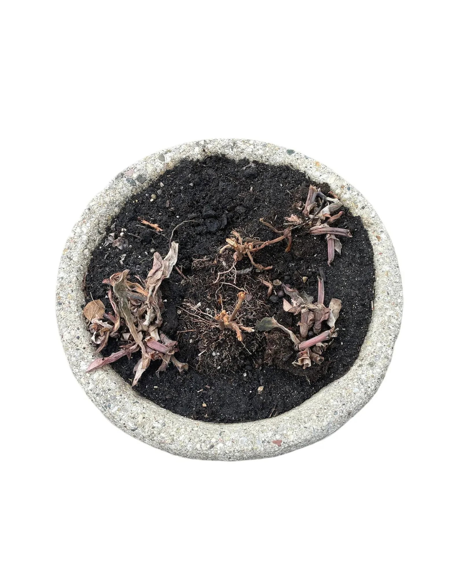 Mid 20th Century Concrete Planter - 6