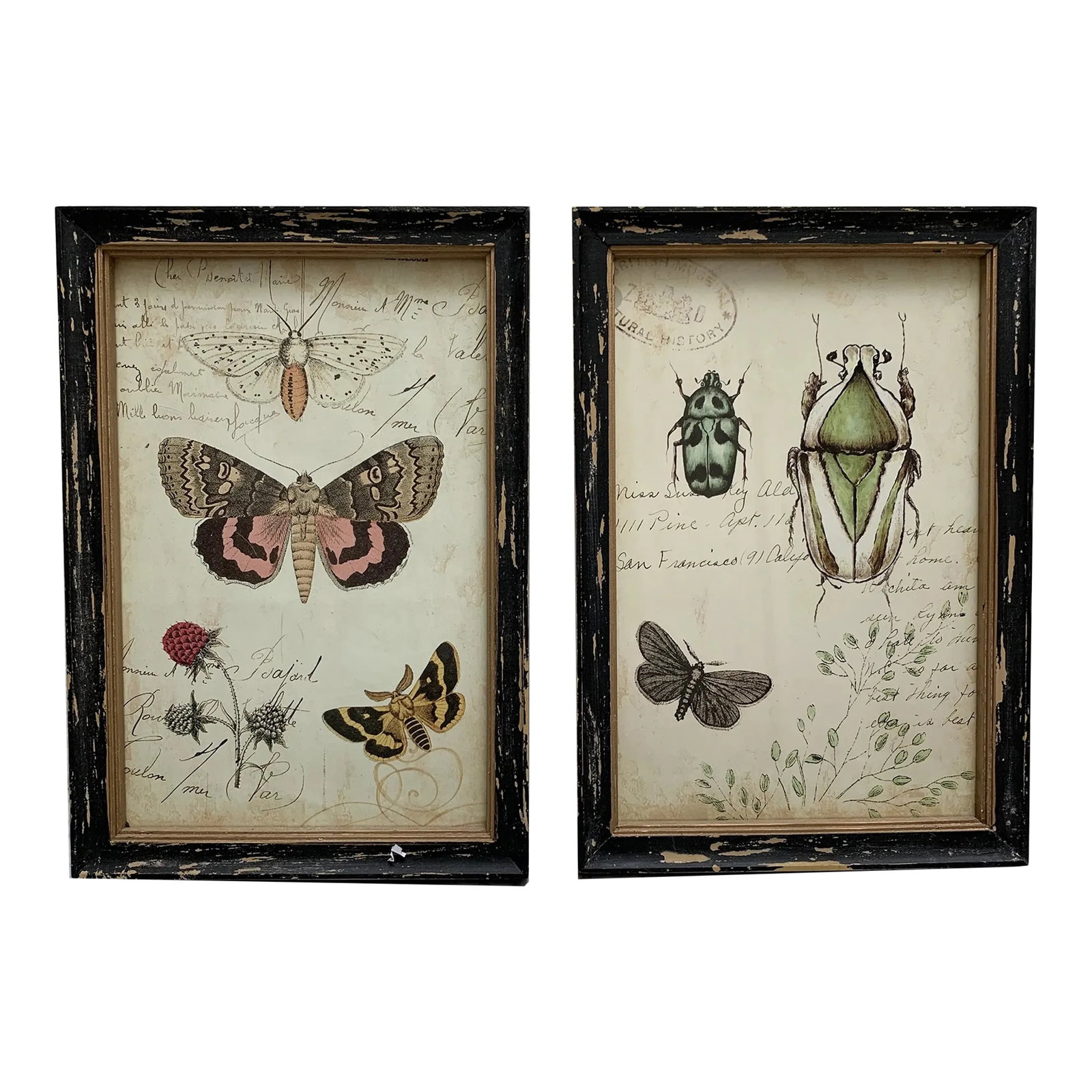 Rustic Framed Bug & Butterfly Wall Decor Prints, Set of Two: Whimsical set of two framed bug and butterfly insect ephemera in shabby chippy black frames. Set of two. Condition: Alterations: Original Condition Unaltered Imperfections: Some Imperfections