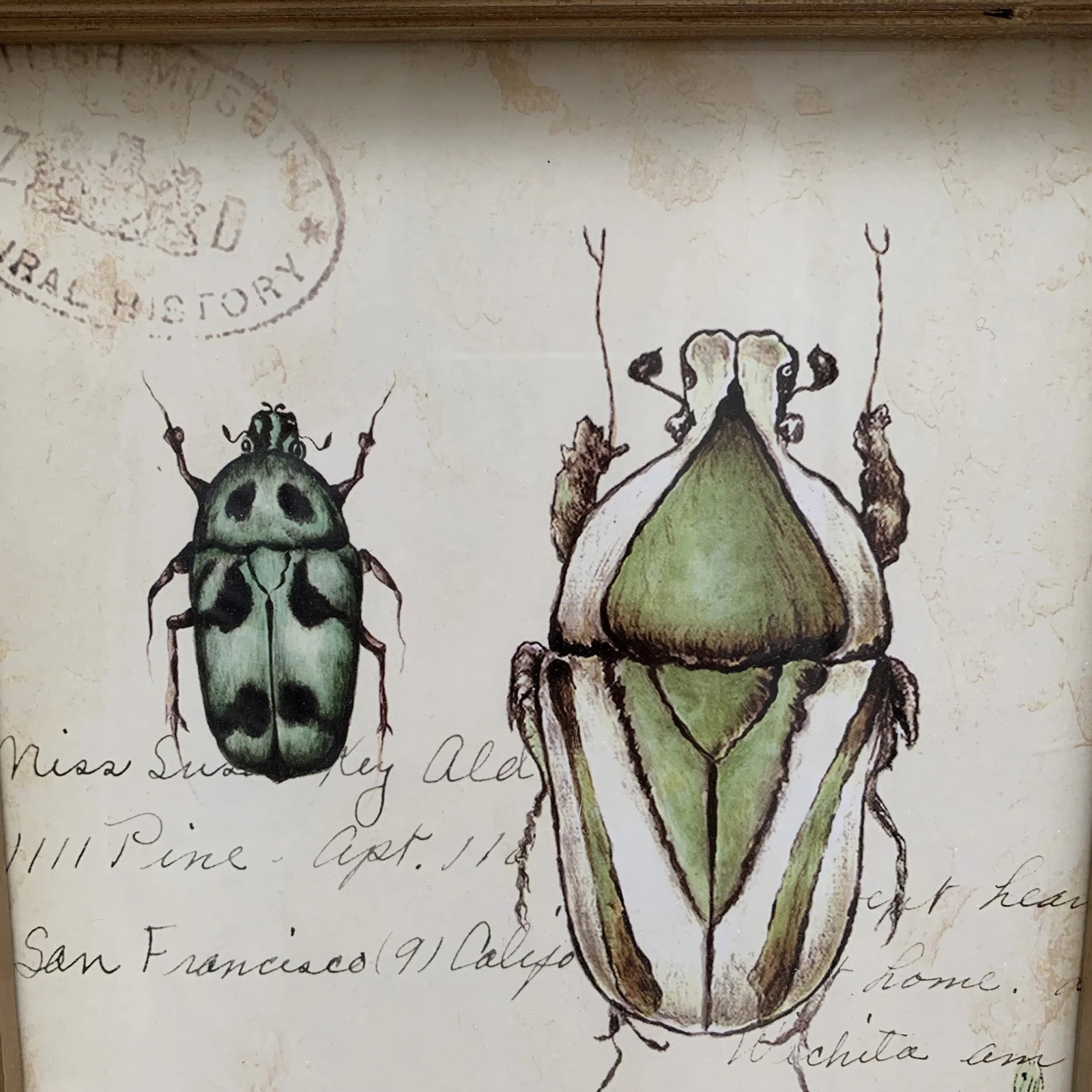 Rustic Framed Bug & Butterfly Wall Decor Prints, Set of Two - 5