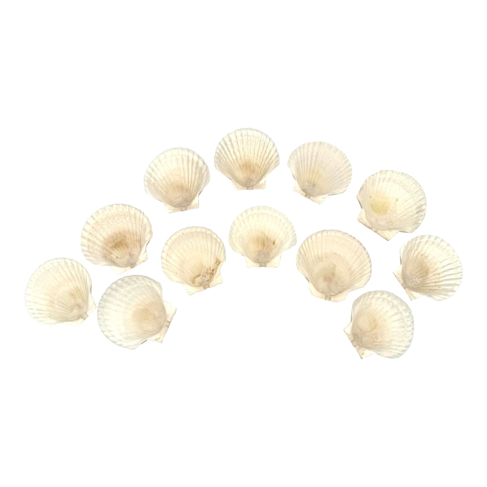 Natural White Scallop Shell Canape Plates - Set of 12: A set of 12 real, natural white scallop shell canape plates. Perfect for summertime hosting, and dining alfresco. Beautiful vintage condition. Condition: Alterations: Original Condition Unaltered Impe