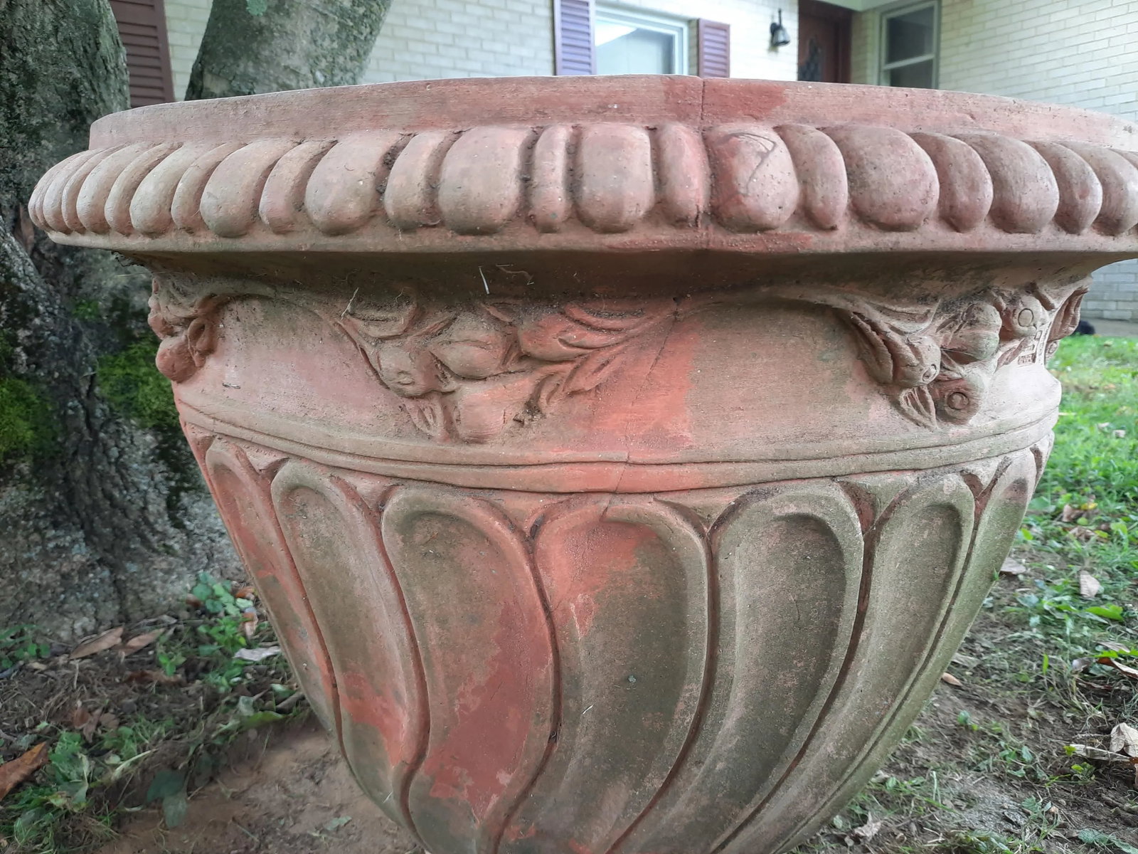 Italian Fig Terra Cotta Pot - 10