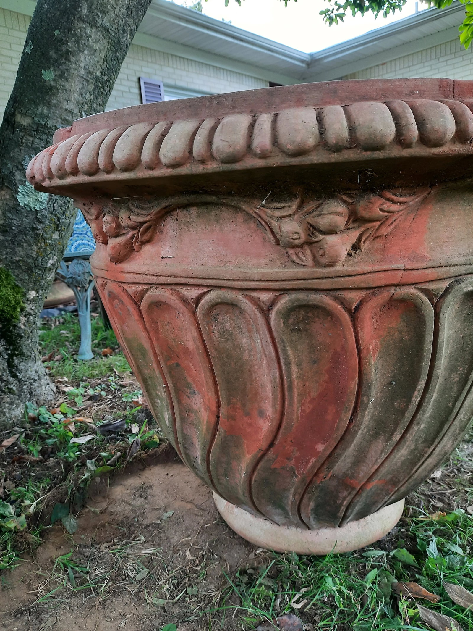 Italian Fig Terra Cotta Pot - 11