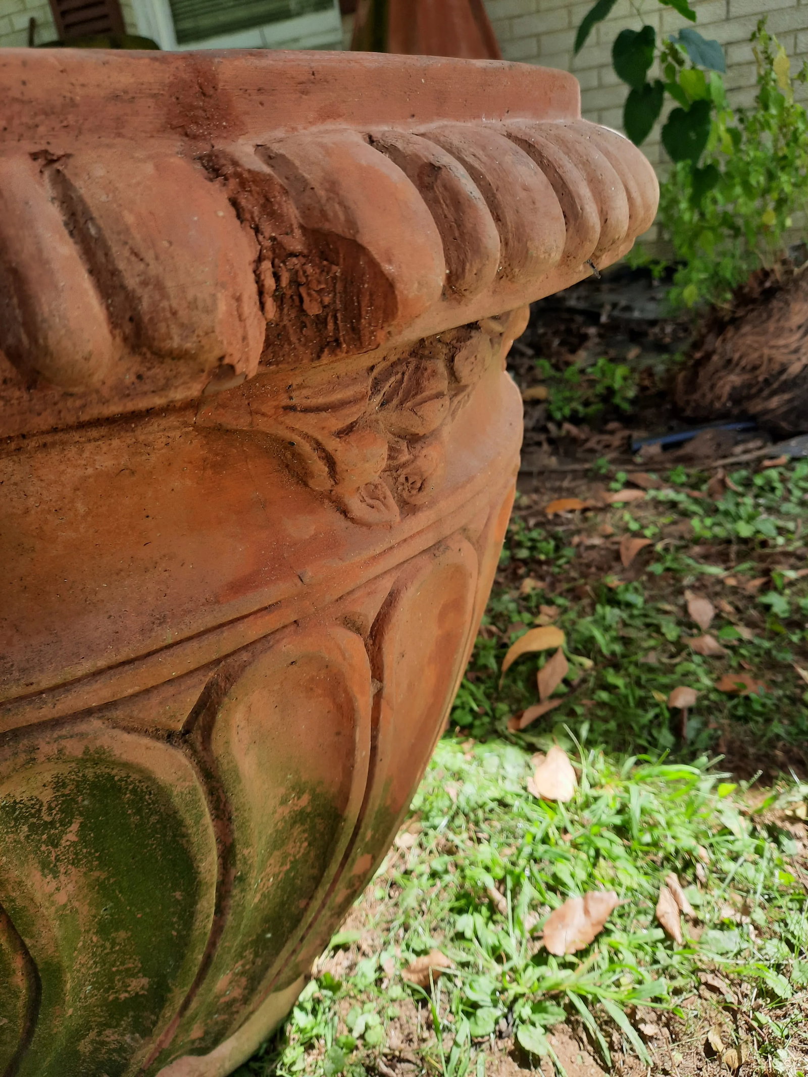 Italian Fig Terra Cotta Pot - 12