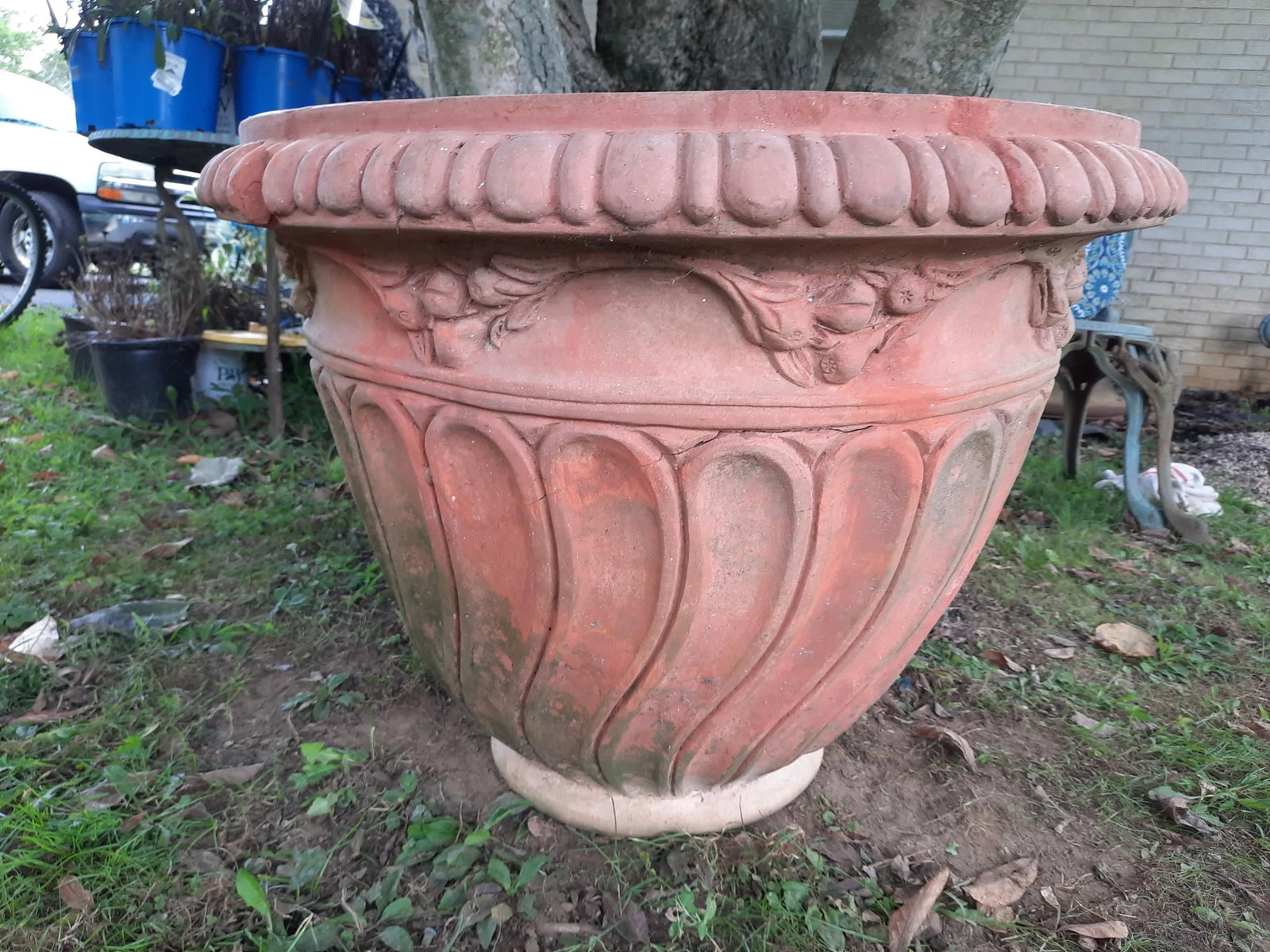 Italian Fig Terra Cotta Pot - 13