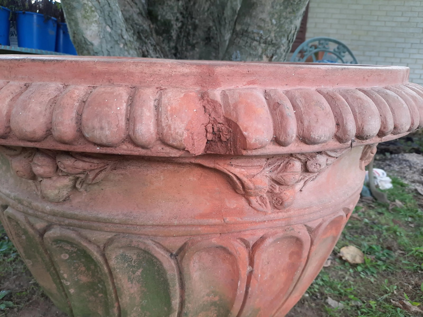 Italian Fig Terra Cotta Pot - 4