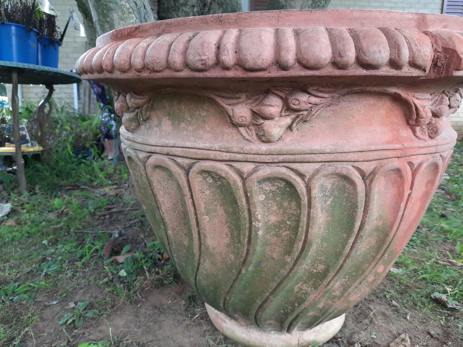 Italian Fig Terra Cotta Pot - 5
