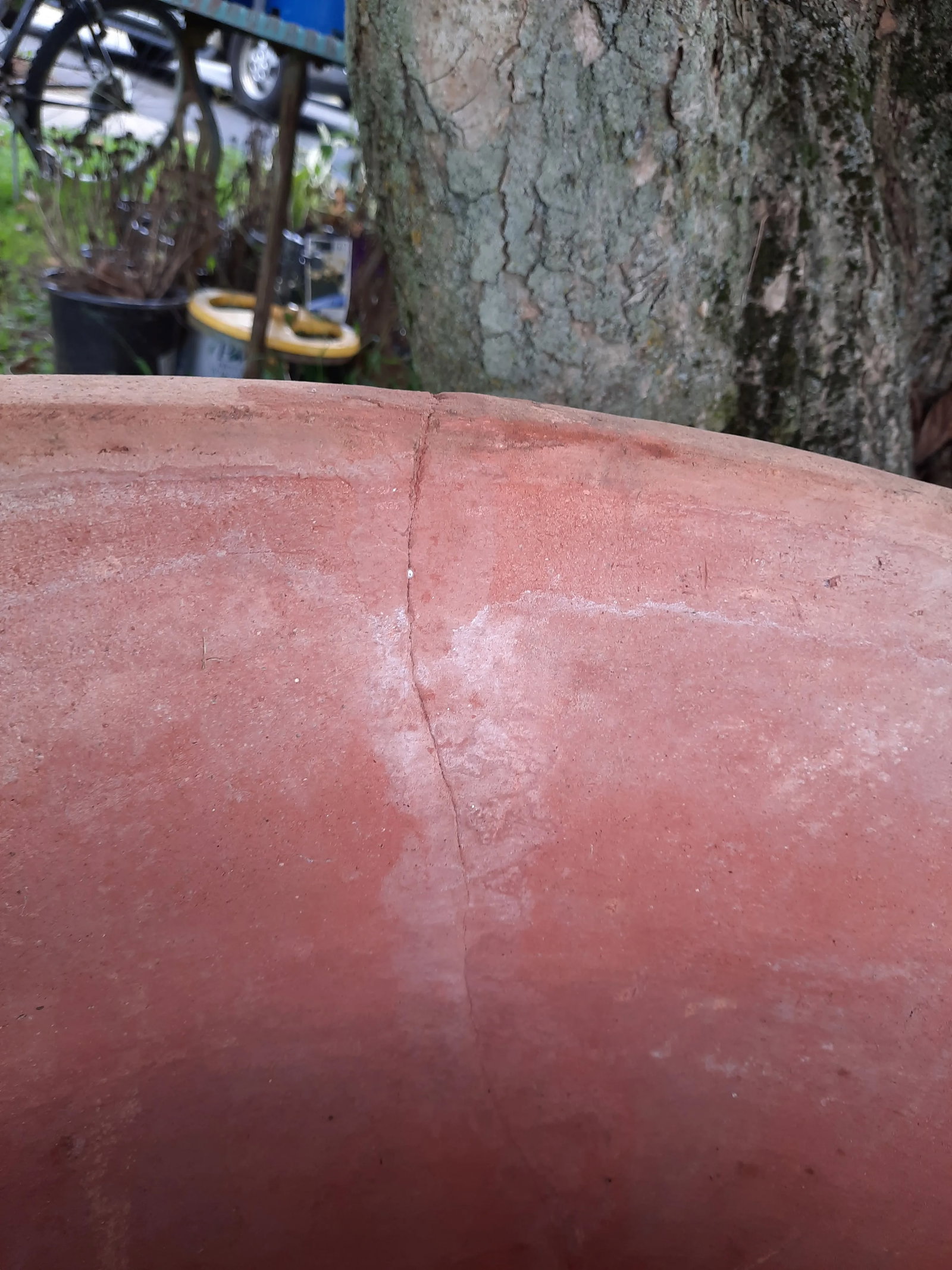 Italian Fig Terra Cotta Pot - 6