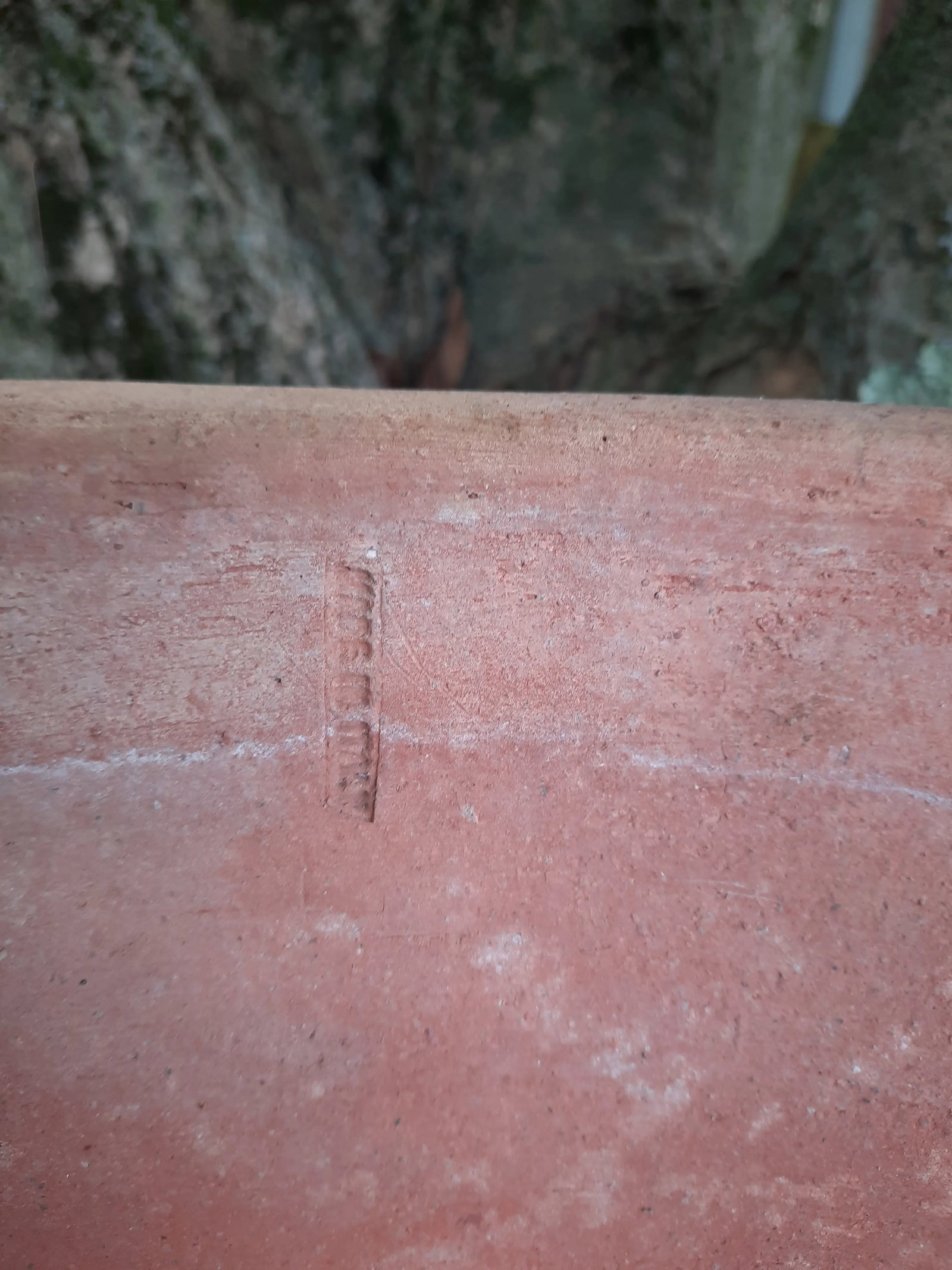 Italian Fig Terra Cotta Pot - 7