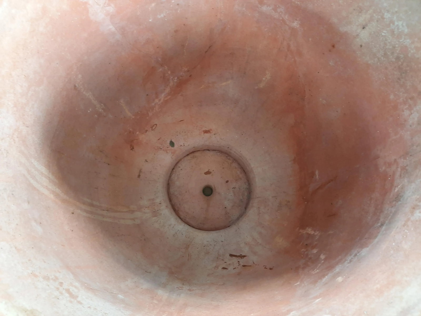 Italian Fig Terra Cotta Pot - 8