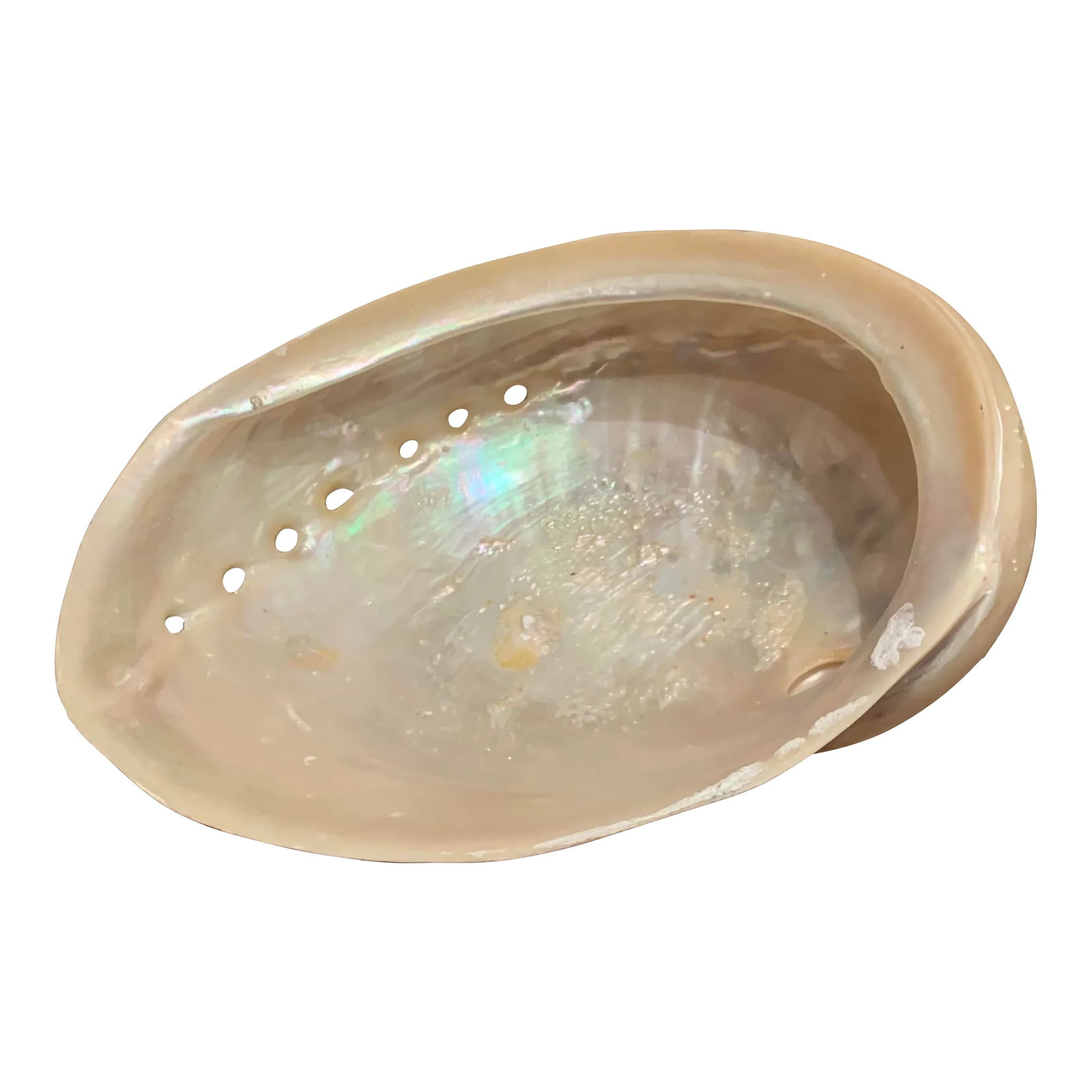 Mid 20th Century Abalone Shell: Vintage abalone shell decorative bowl. Made in the Mid 20th Century. Condition: Alterations: Original Condition Unaltered Imperfections: Some Imperfections Condition Notes: Like New Condition