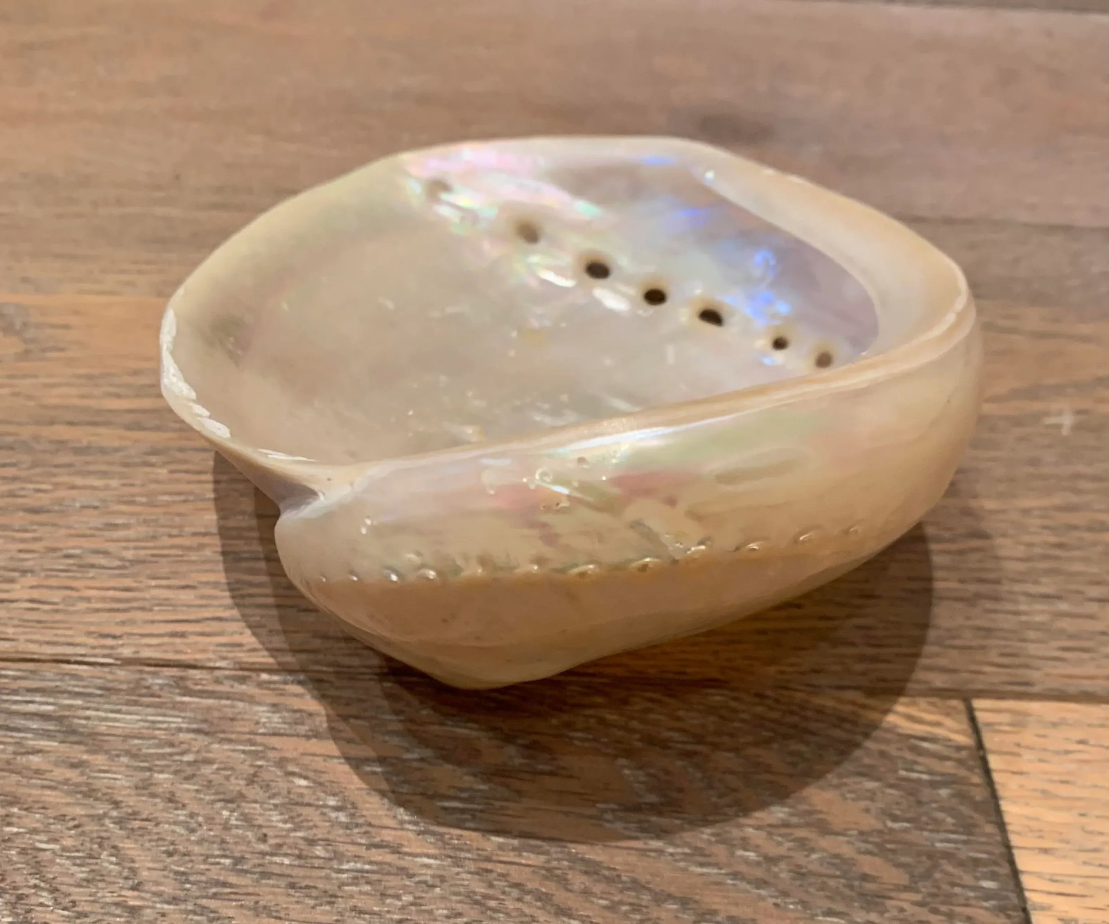 Mid 20th Century Abalone Shell - 3