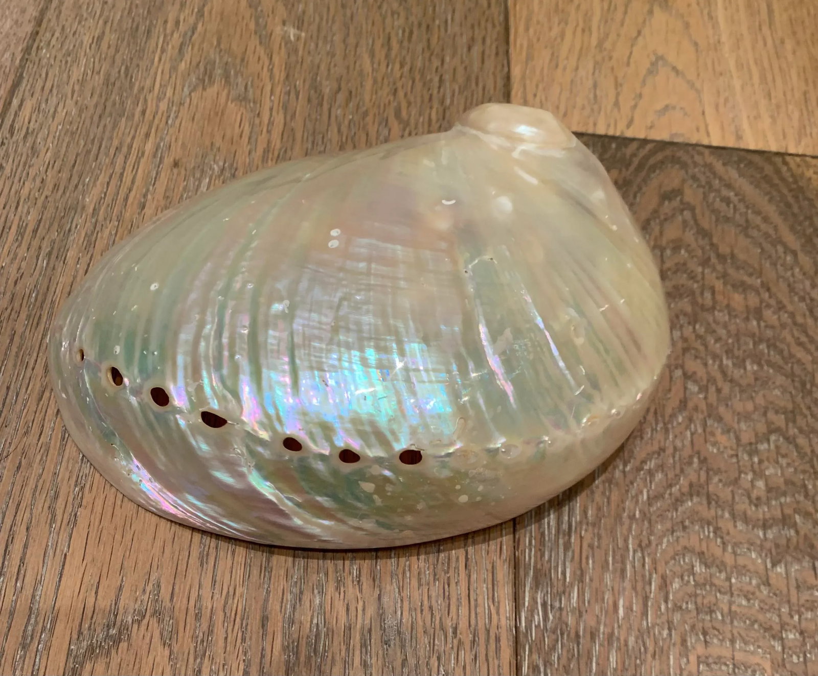 Mid 20th Century Abalone Shell - 4