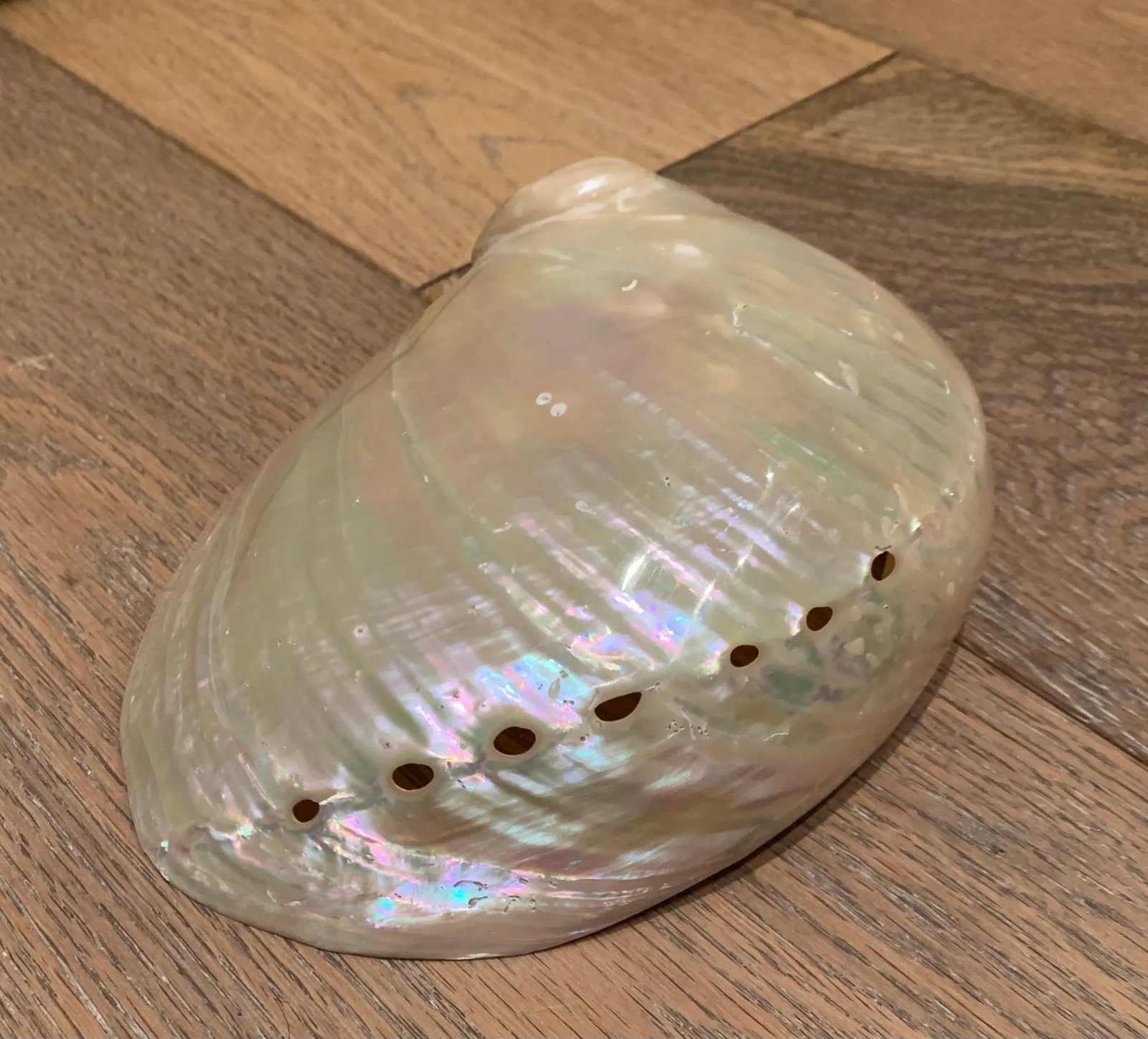 Mid 20th Century Abalone Shell - 5