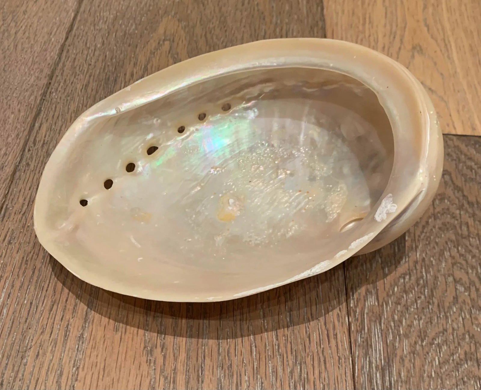 Mid 20th Century Abalone Shell - 6