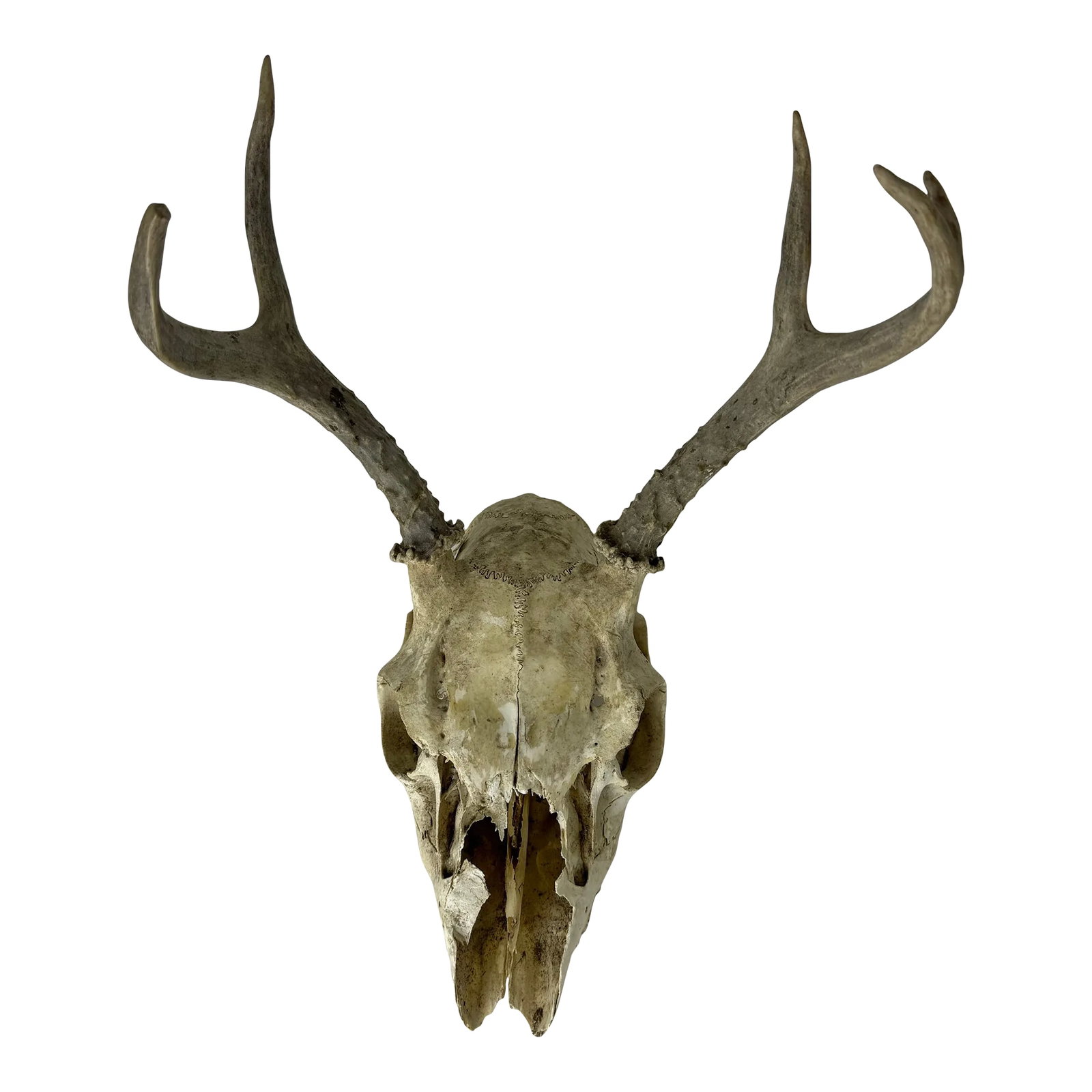 Vintage Deer Skull With Antlers: Vintage Deer Skull with Antlers, This is a Unique Decor Piece for Sale! Unleash the rustic charm with our one-of-a-kind vintage deer skull with antlers, perfect for adding character to your space.