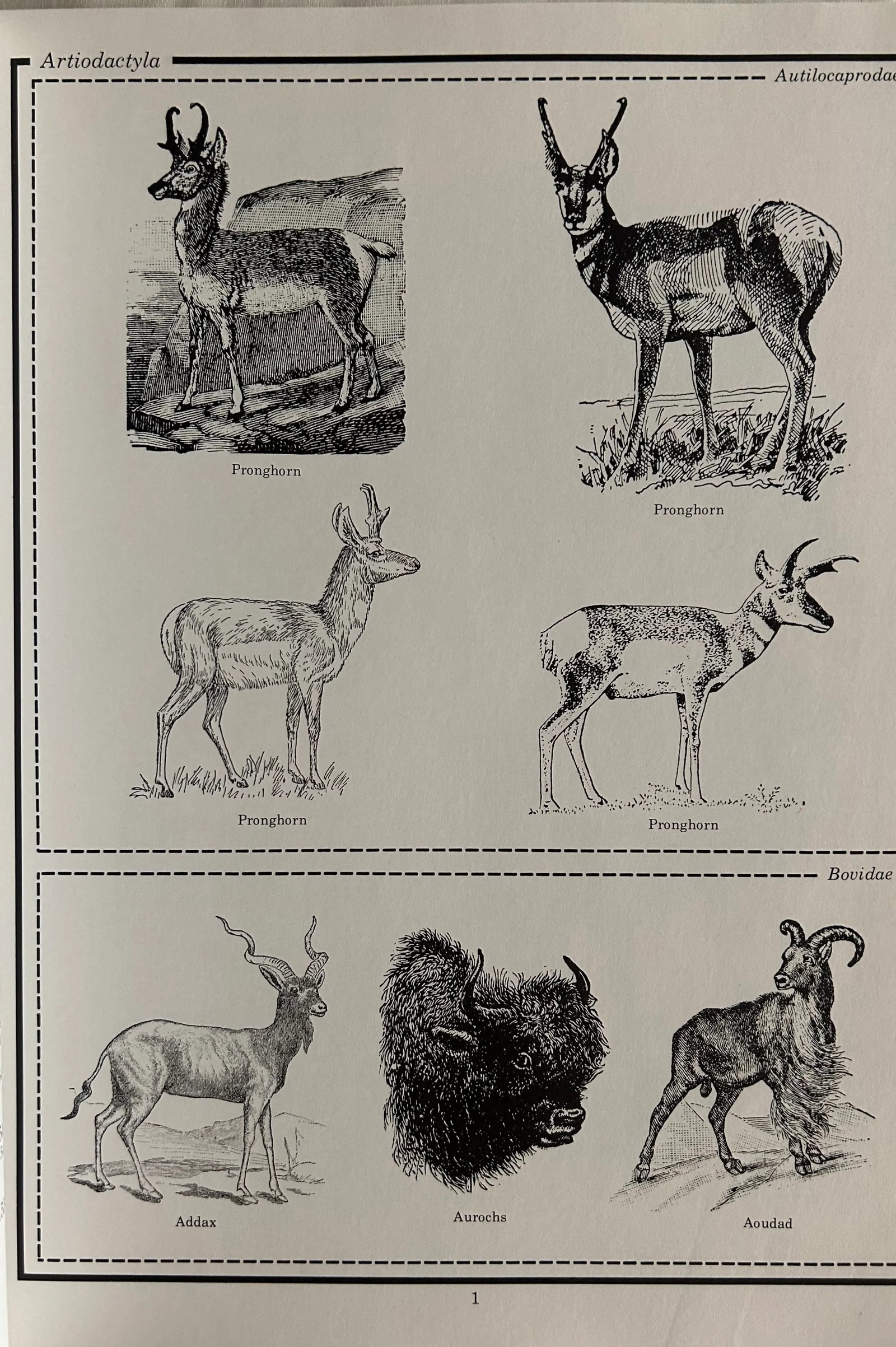 Animals and Birds Picture Sourcebooks, First Editions, Don Rice, 1979, Set of 2 - 7