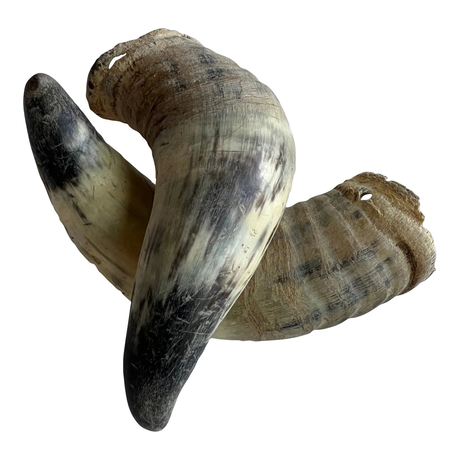 Deocrative Vintage Horns: Two small horns with black tips. A great natural element to add to your decor. Both horns have a hole so that they can be hung on a string together. COMBINED SHIPPING WITH ALL ITEMS IN MY SHOP.