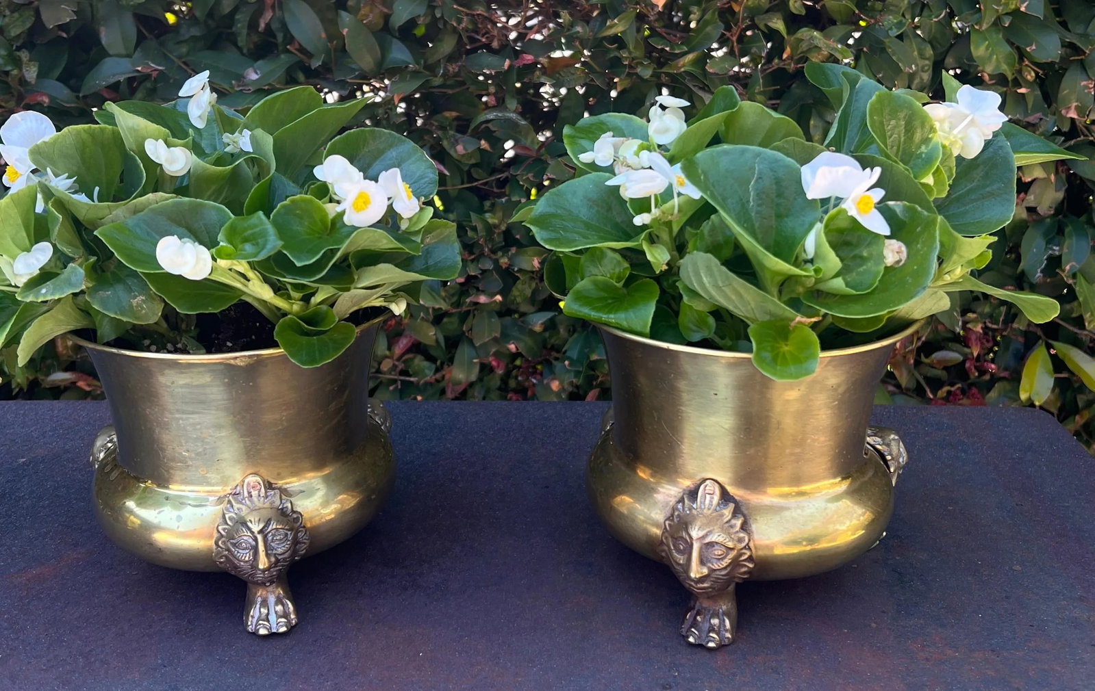 Pair of Brass Planters or Jardinieres with Lion Paw Feet - 7