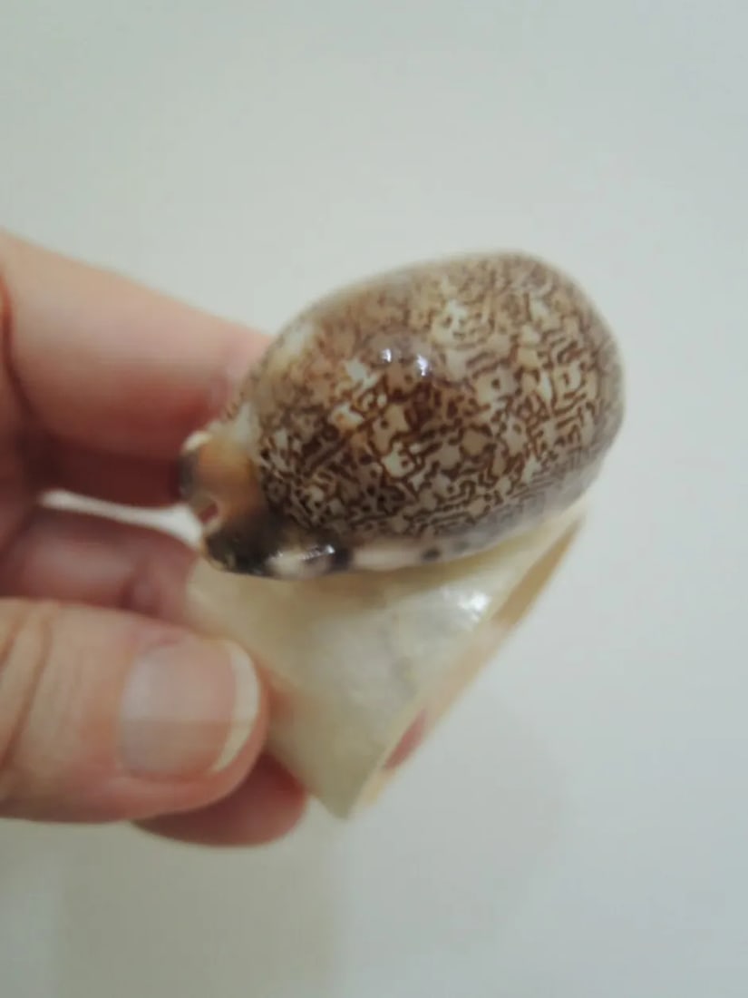 1960s Mother of Pearl and Shell Napkin Rings - Set of 6 - 10