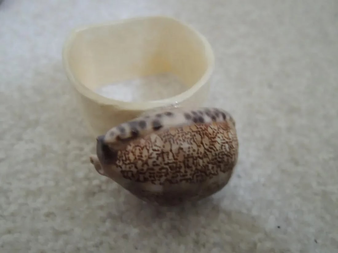 1960s Mother of Pearl and Shell Napkin Rings - Set of 6 - 3