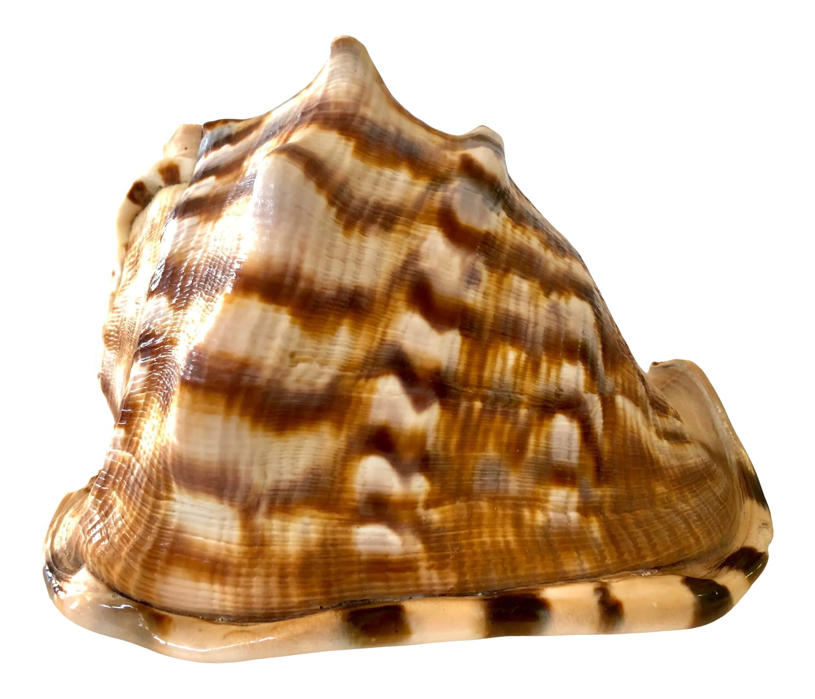 Large Striped Seashell: The sound of the ocean is loud and clear within this lovely sea shell. And what stunning stripping throughout this incredible piece. Condition: Alterations: Original Condition Unaltered