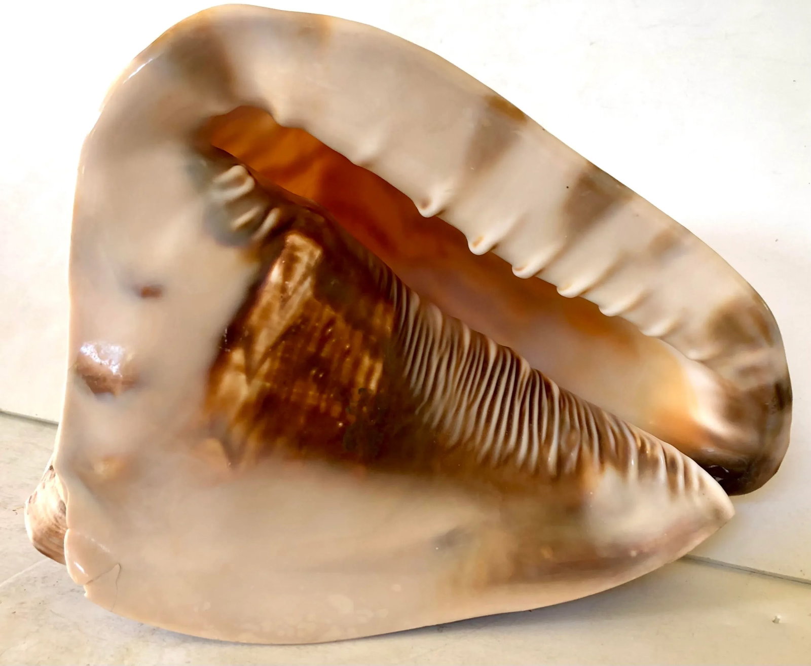 Large Striped Seashell - 2