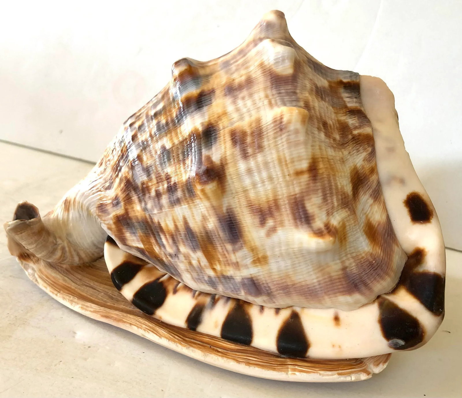 Large Striped Seashell - 3
