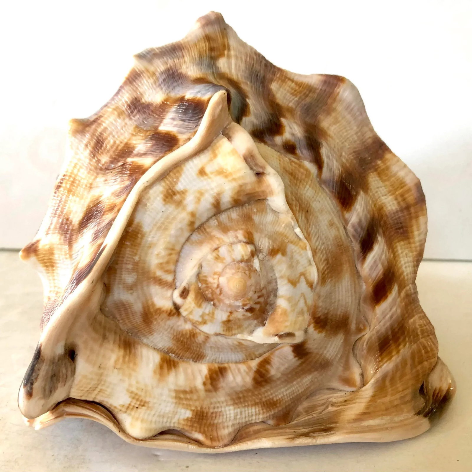 Large Striped Seashell - 4