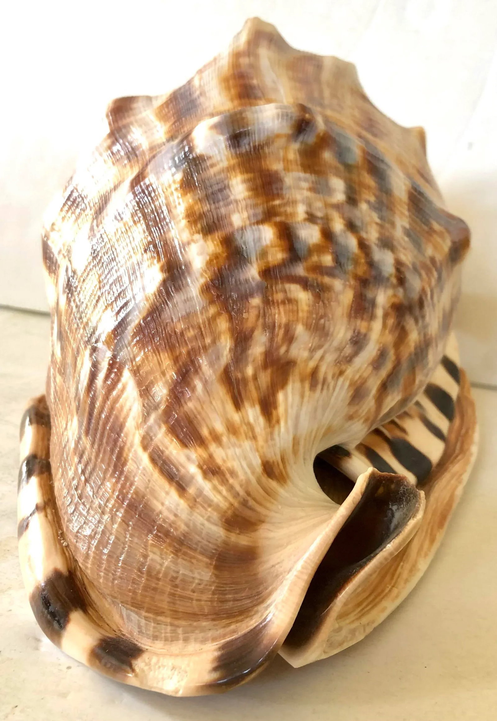 Large Striped Seashell - 5