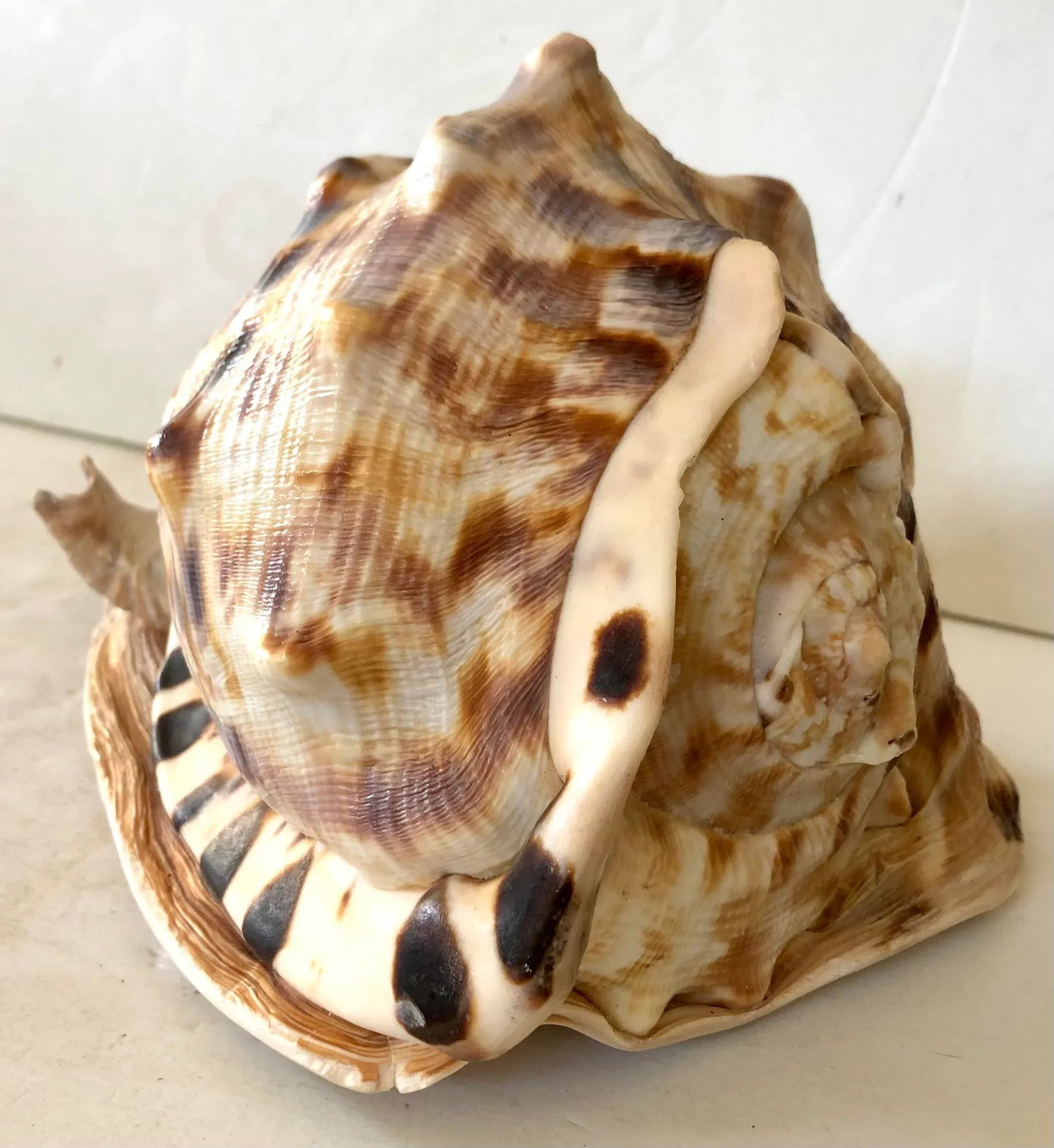 Large Striped Seashell - 6