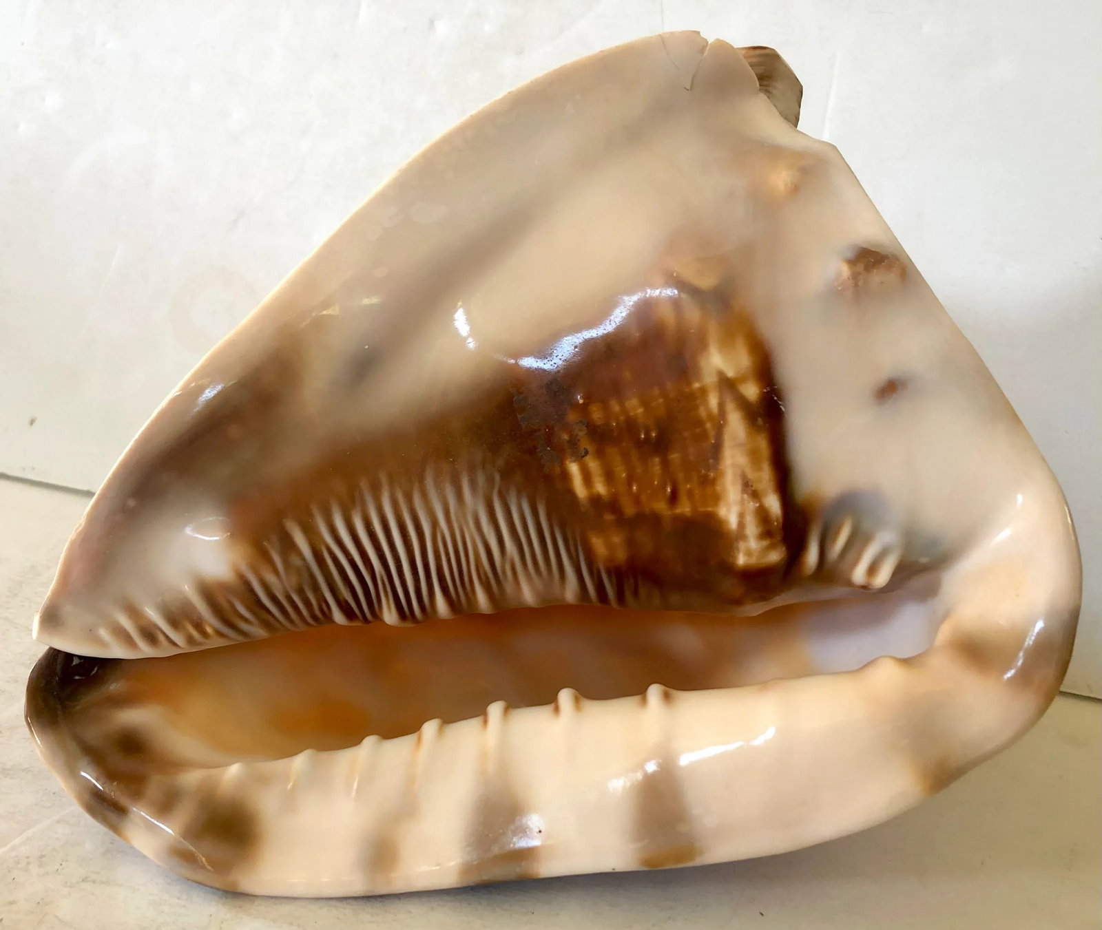 Large Striped Seashell - 7