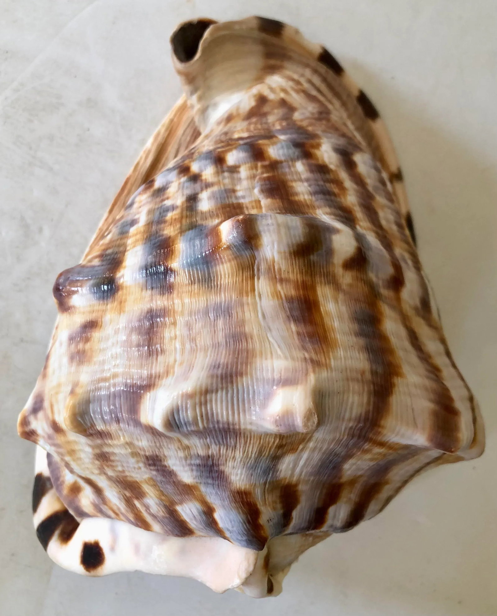 Large Striped Seashell - 8