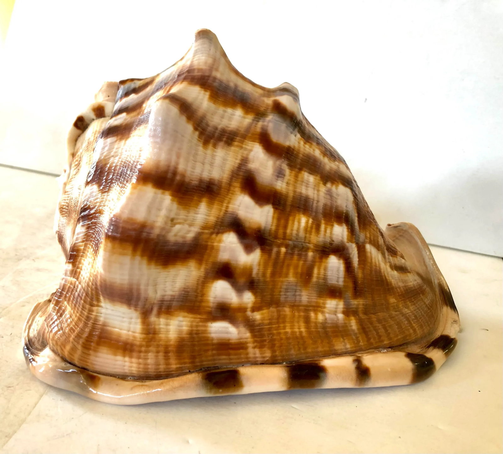 Large Striped Seashell - 9