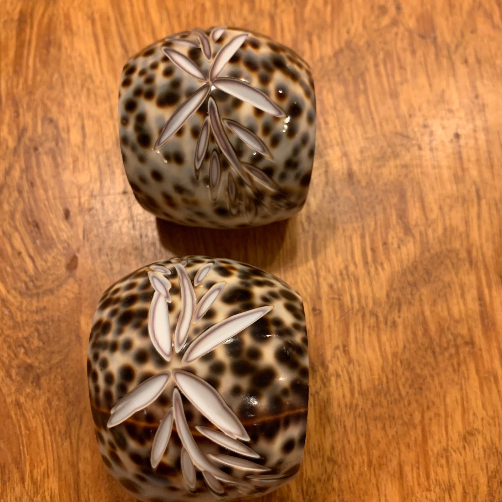Late 20th Century Shell Napkin Rings Carved Cowrie Shells X 6 - 2