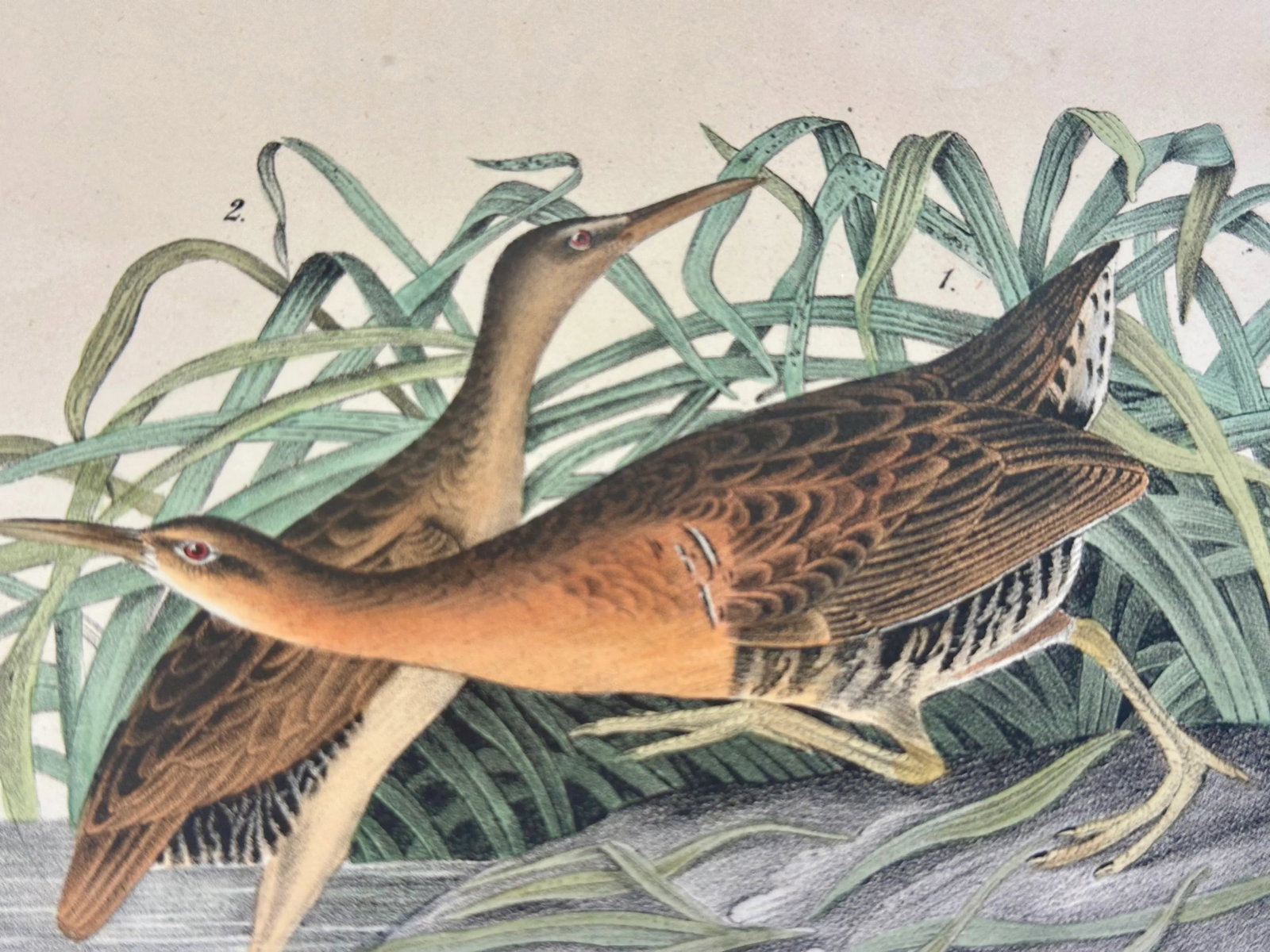 1840 Colored Lithograph of the Fresh Water Marsh Hen After John James Audubon - 2