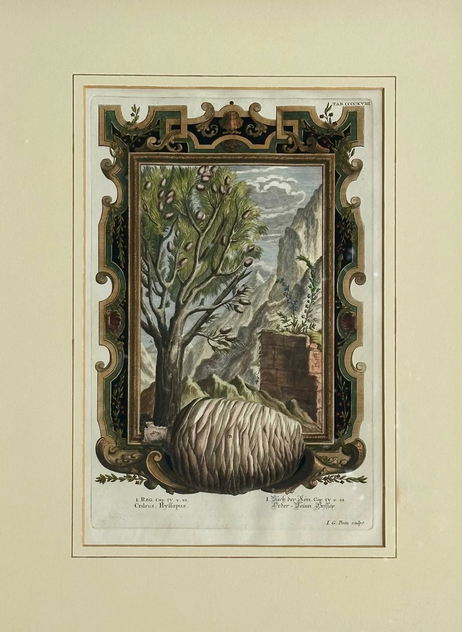 Pine Cone Old Testament, Original Engraving by Johann Scheuchzer, 1731 (Framed) - 2