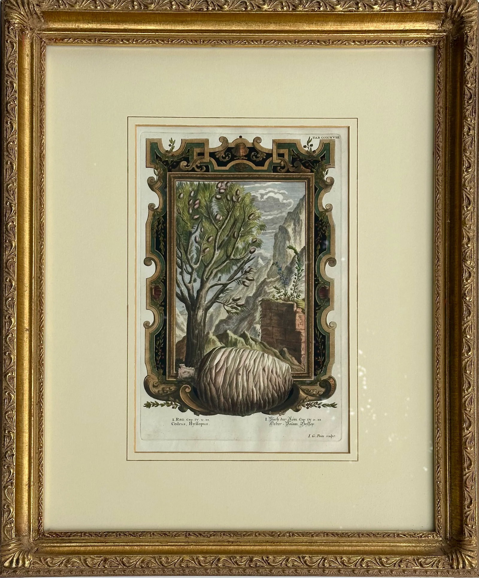 Pine Cone Old Testament, Original Engraving by Johann Scheuchzer, 1731 (Framed) - 3