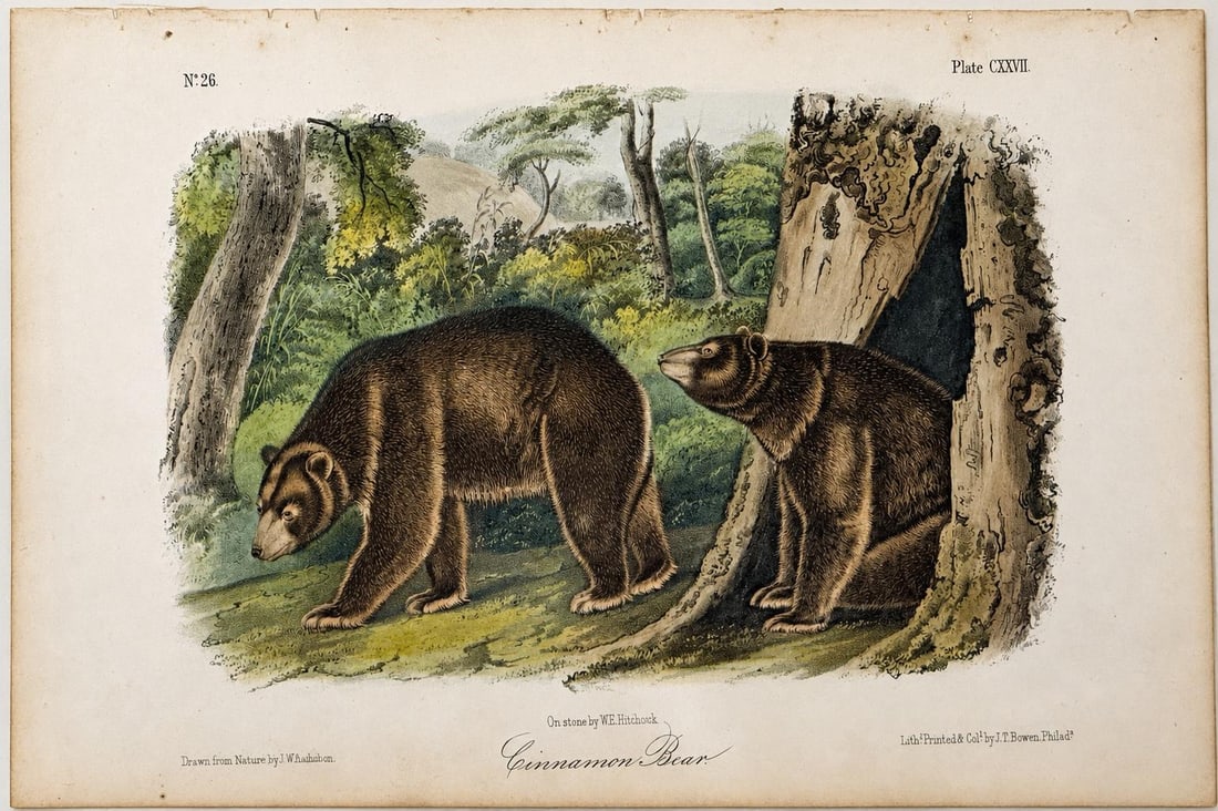 Cinnamon Bear Octavo Lithograph by John James Audubon, 1842 - 3