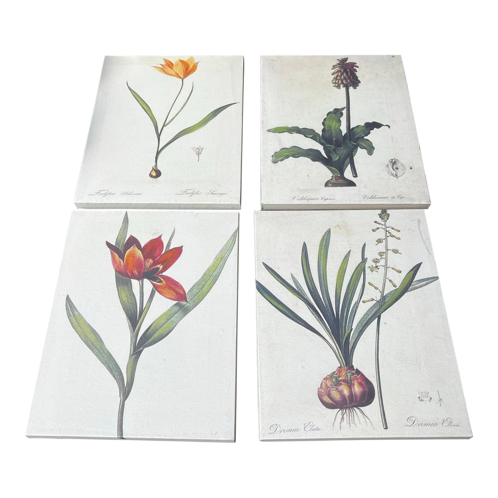 1970s Collection of Floral Signed Prints on Canvas - Set of 4: Up for consideration is a beautiful vintage collection of signed floral prints on canvas. These would look lovely in your home, and they are the perfect conversation starter for your guests! These