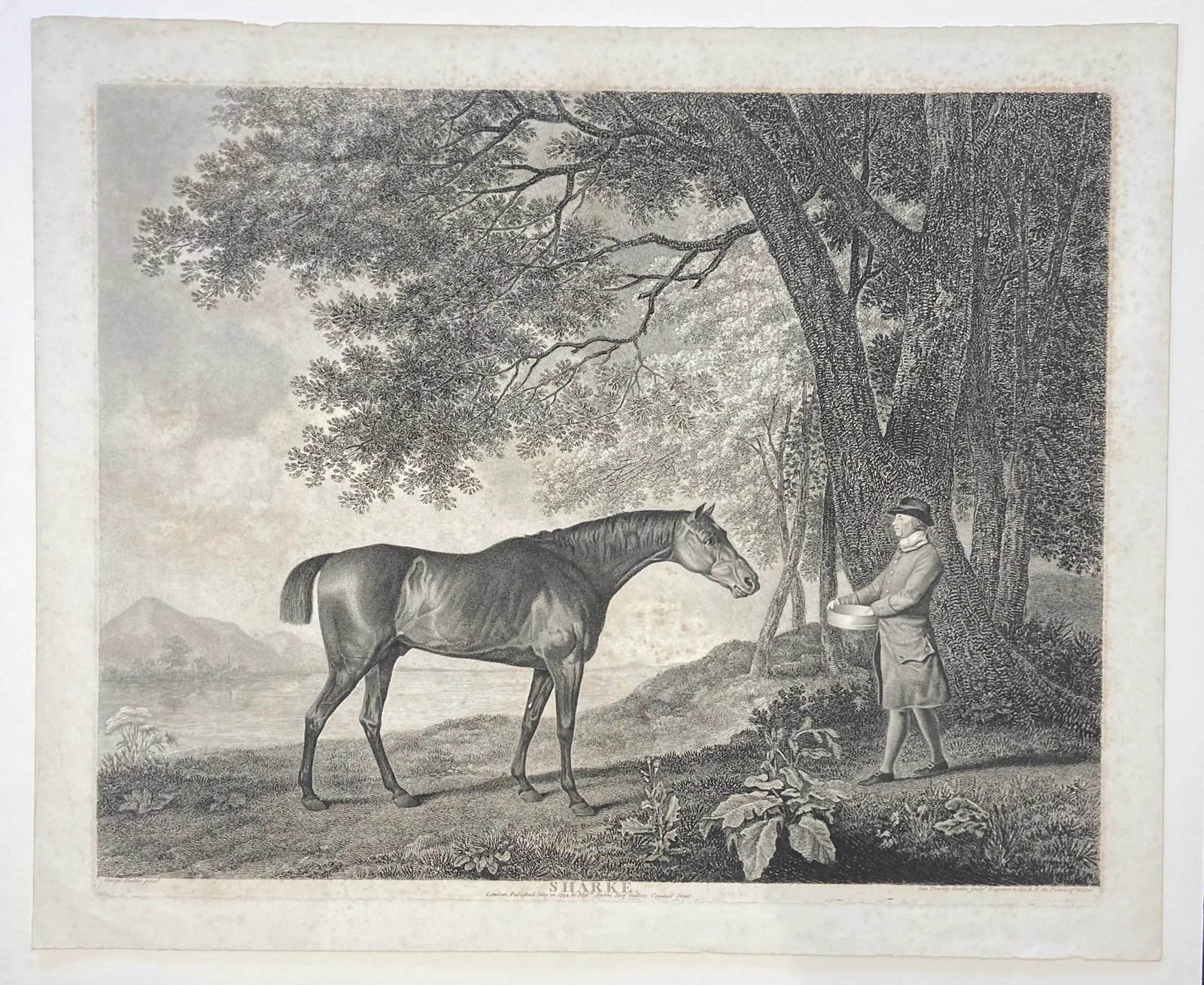 Late 18th Century "Sharke" Horse, Original Engraving After Stubbs, Unframed - 2