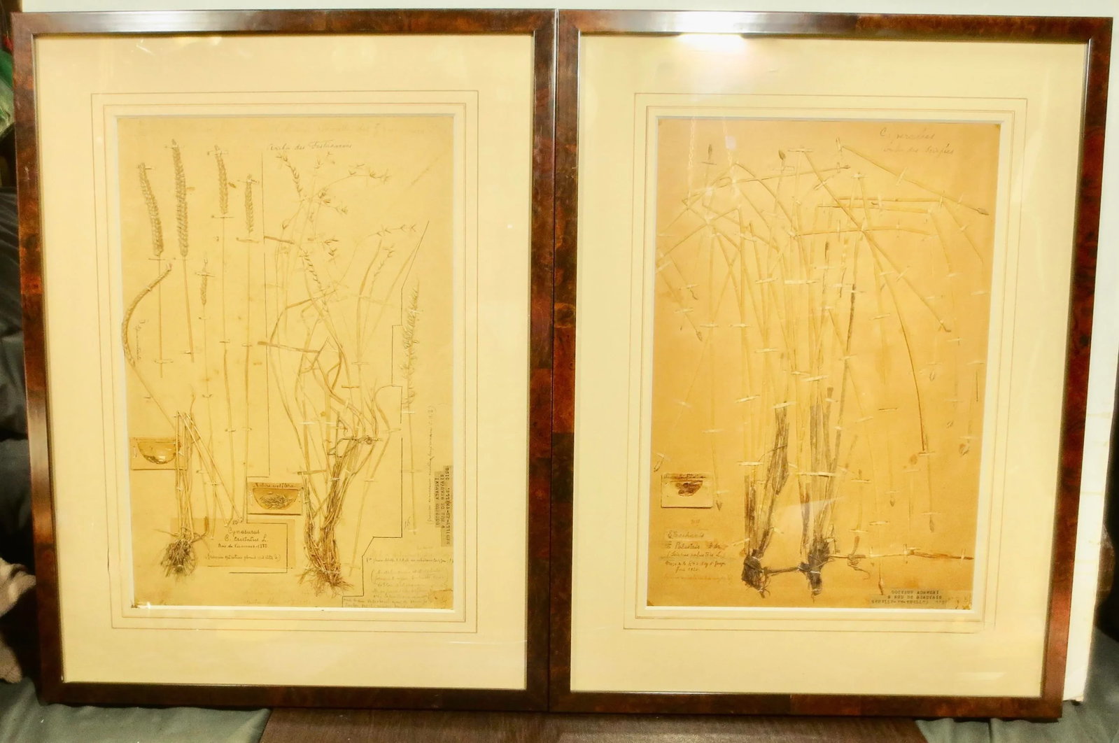 Framed Botanical Specimens French 1920s-A Pair of 2 - 2