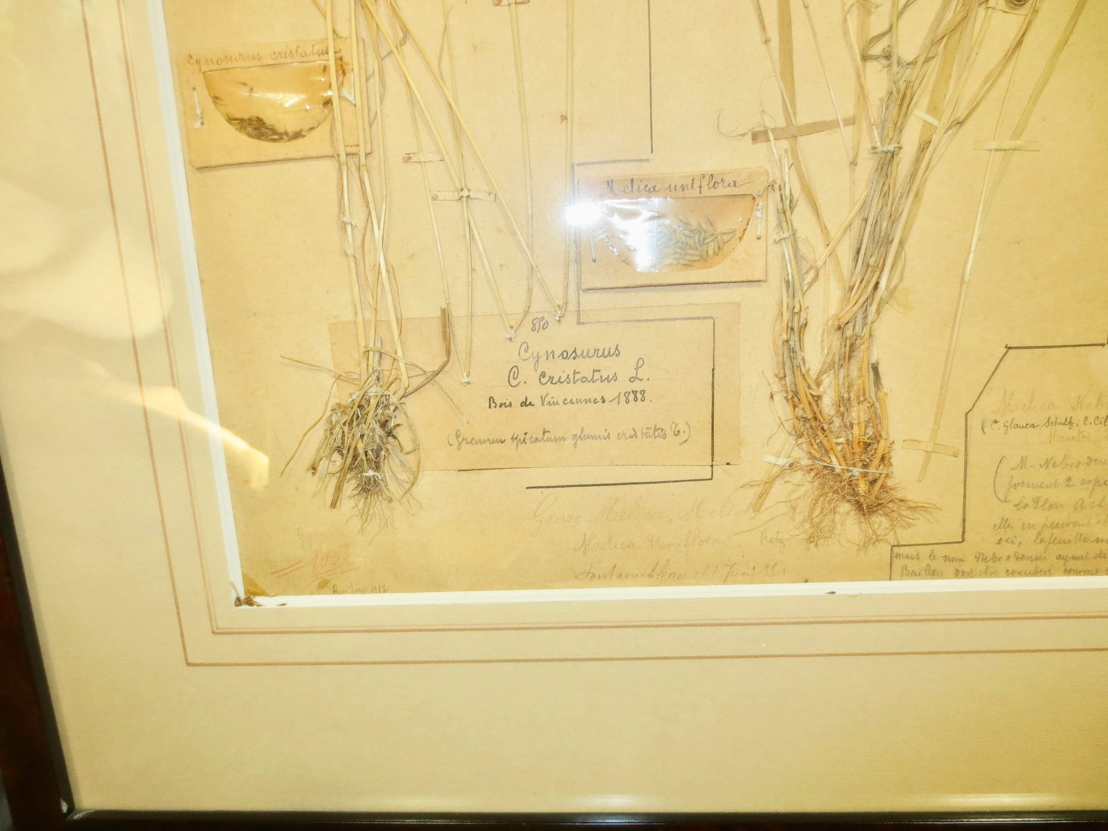 Framed Botanical Specimens French 1920s-A Pair of 2 - 3