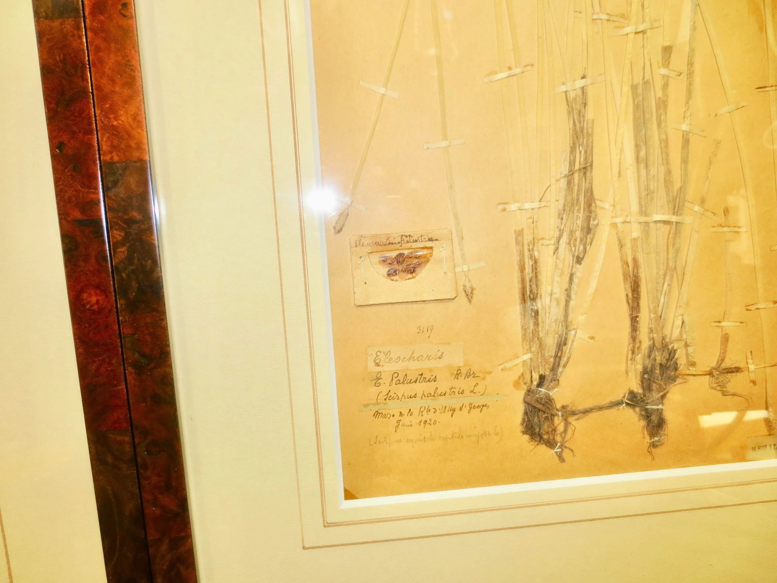 Framed Botanical Specimens French 1920s-A Pair of 2 - 4