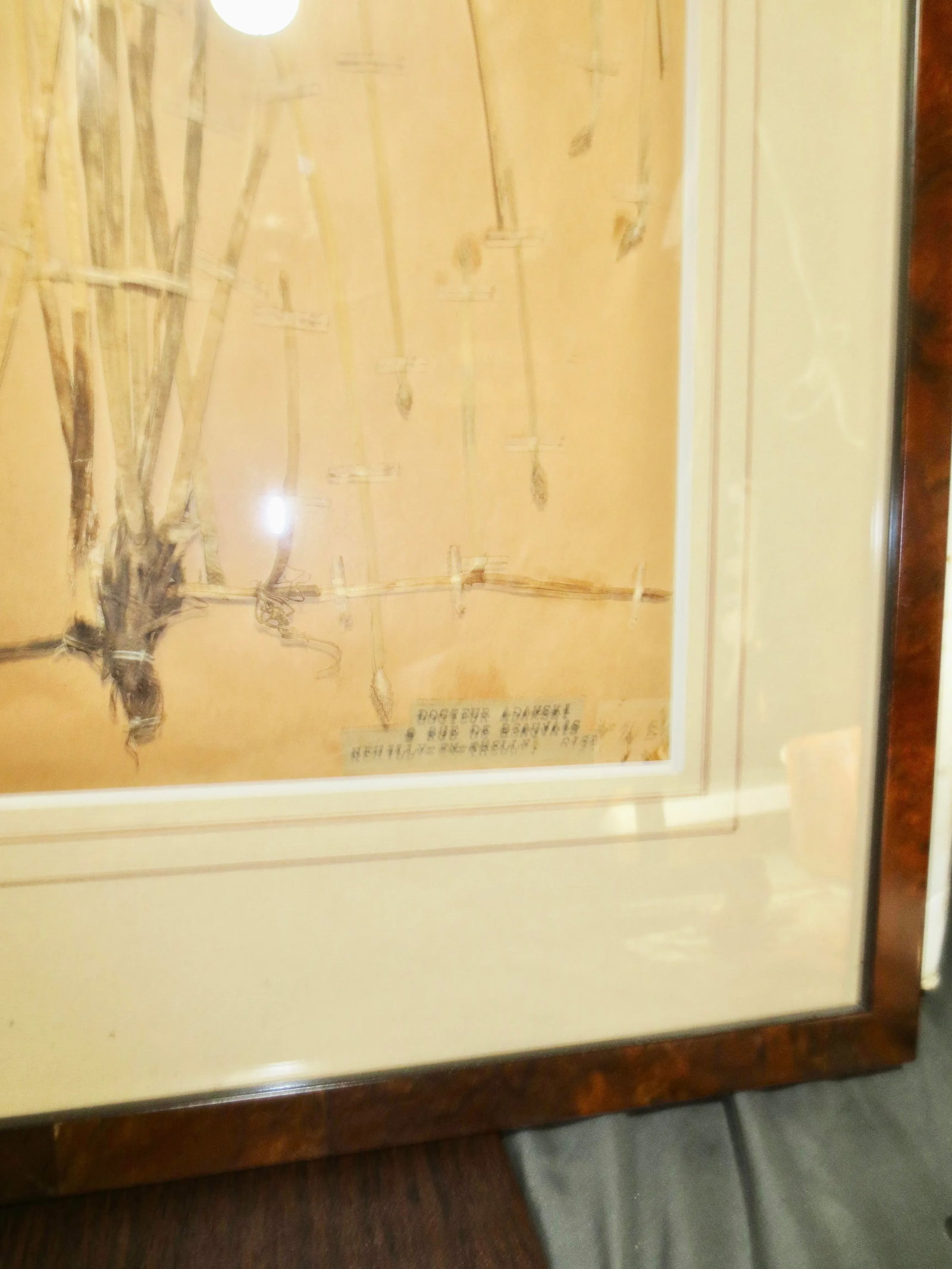 Framed Botanical Specimens French 1920s-A Pair of 2 - 7