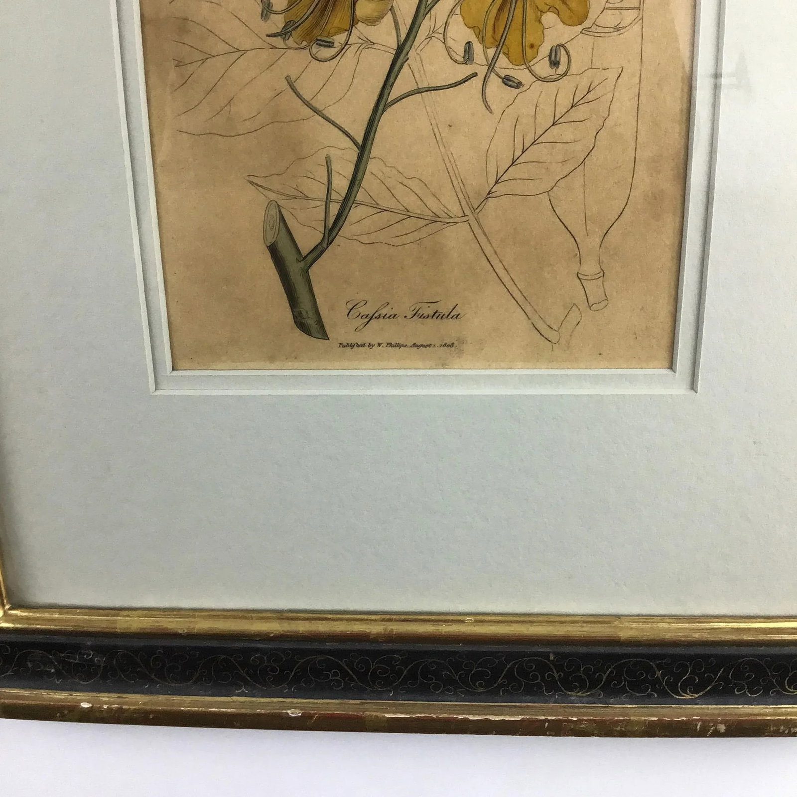 Original Plate Botonical Art William Woodville London - 2