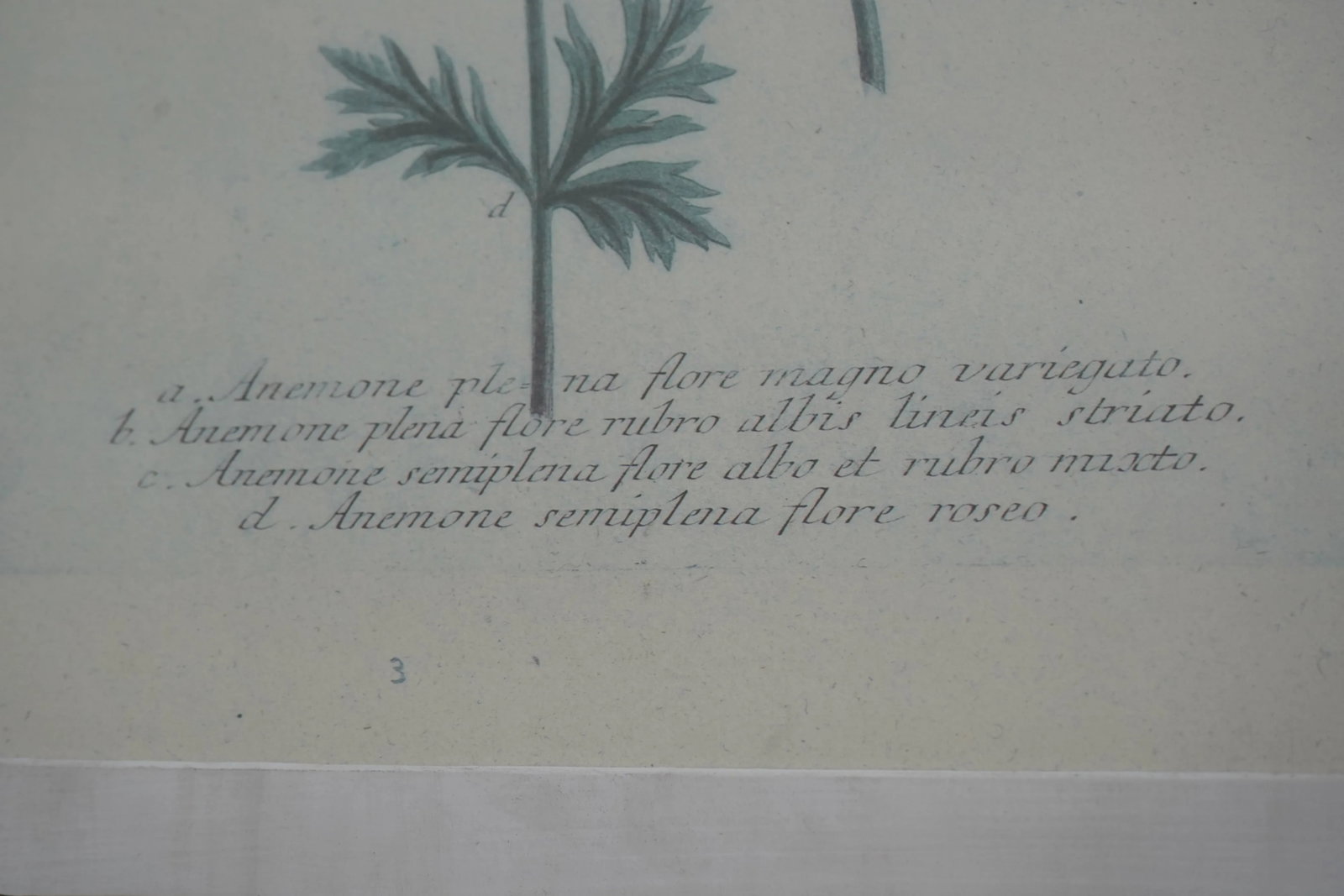 Pair John Richards Green Framed Botanical Prints - 5