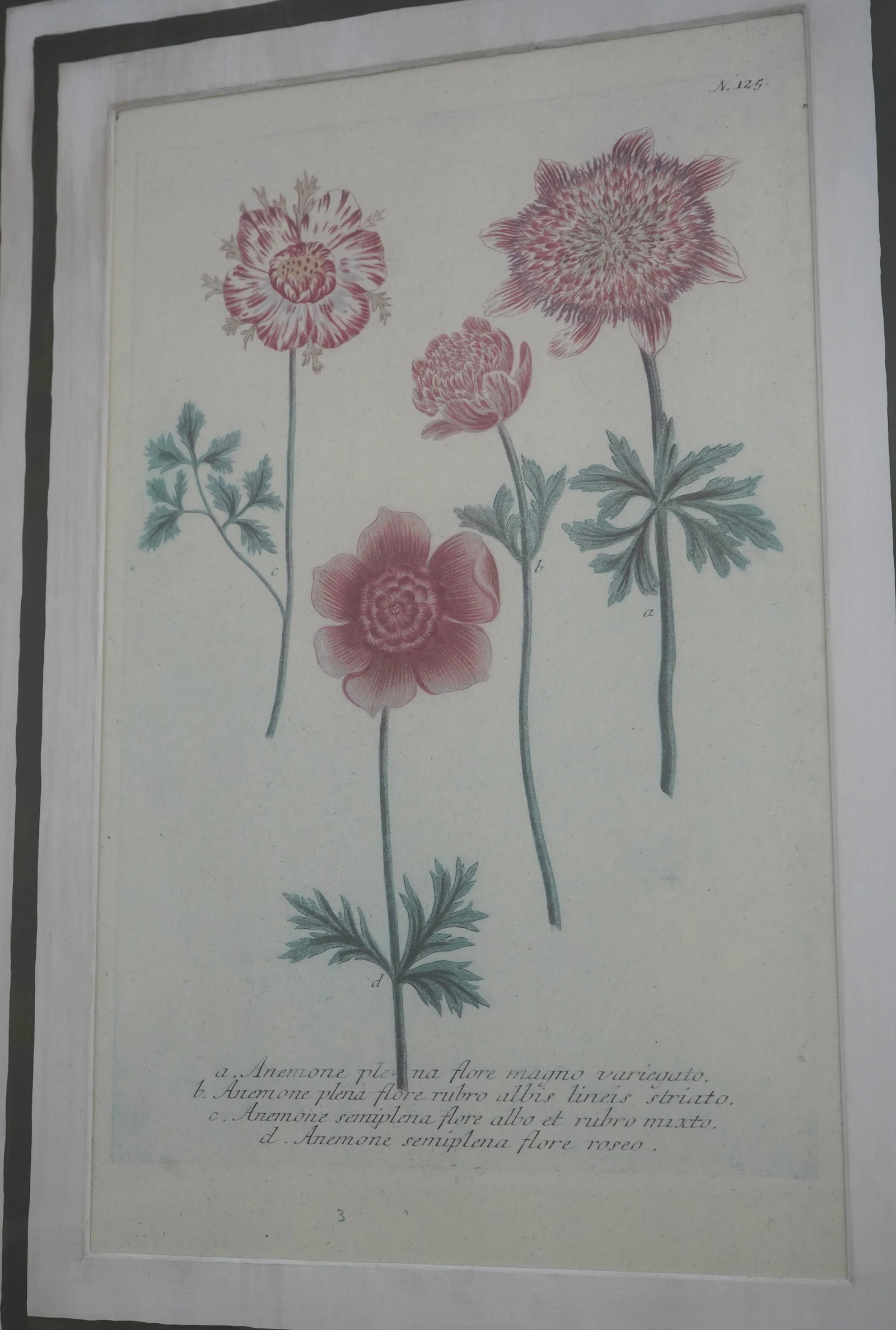 Pair John Richards Green Framed Botanical Prints - 7