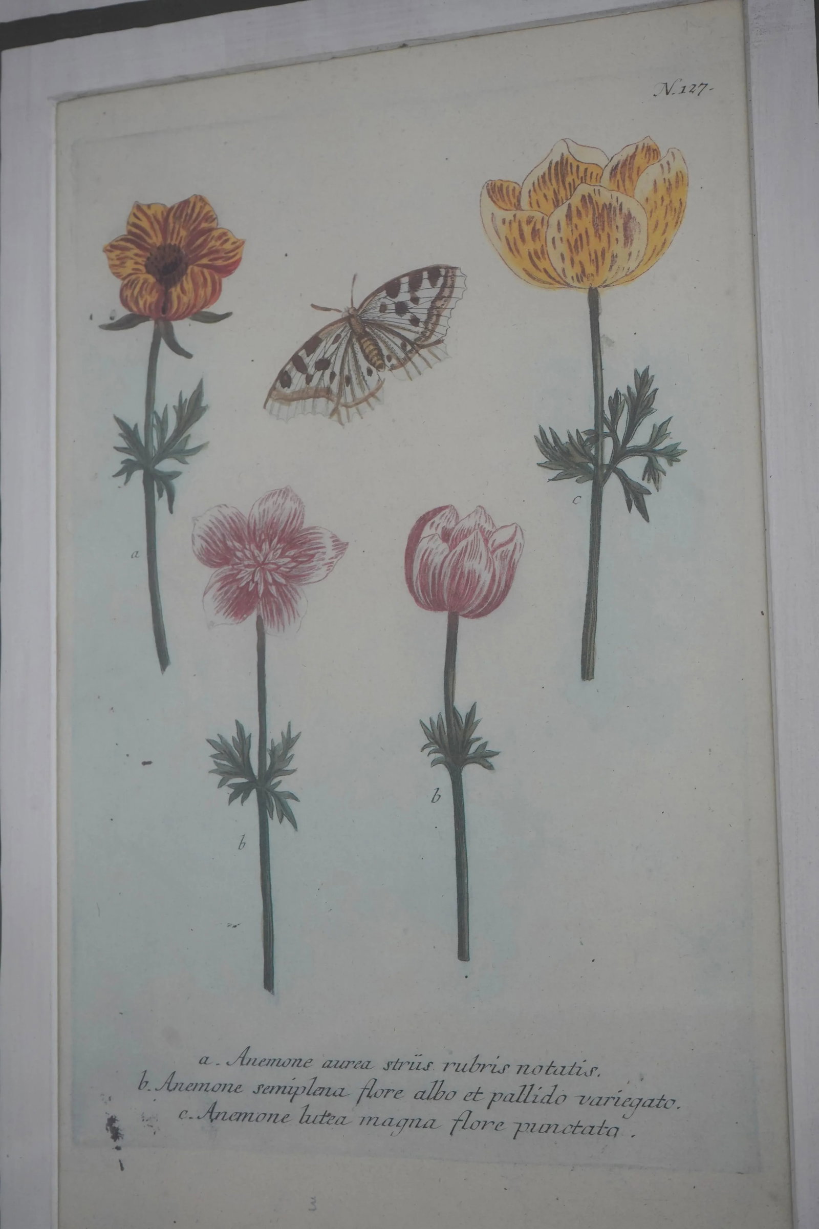 Pair John Richards Green Framed Botanical Prints - 8