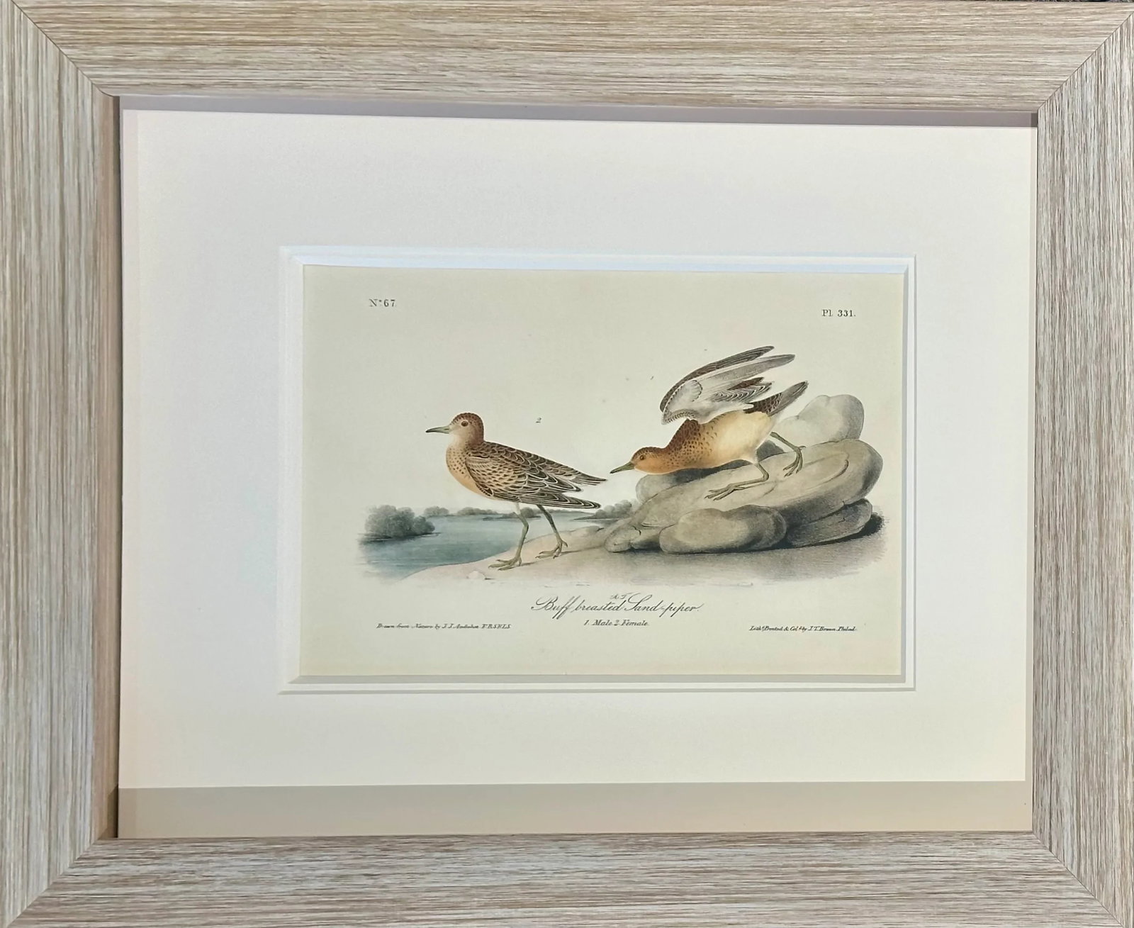1840's Audubon Buff-Breasted & Purple Sandpipers, Framed Set of 2 - 2