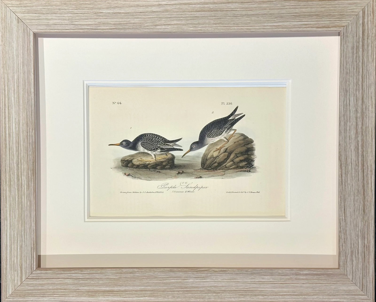 1840's Audubon Buff-Breasted & Purple Sandpipers, Framed Set of 2 - 3